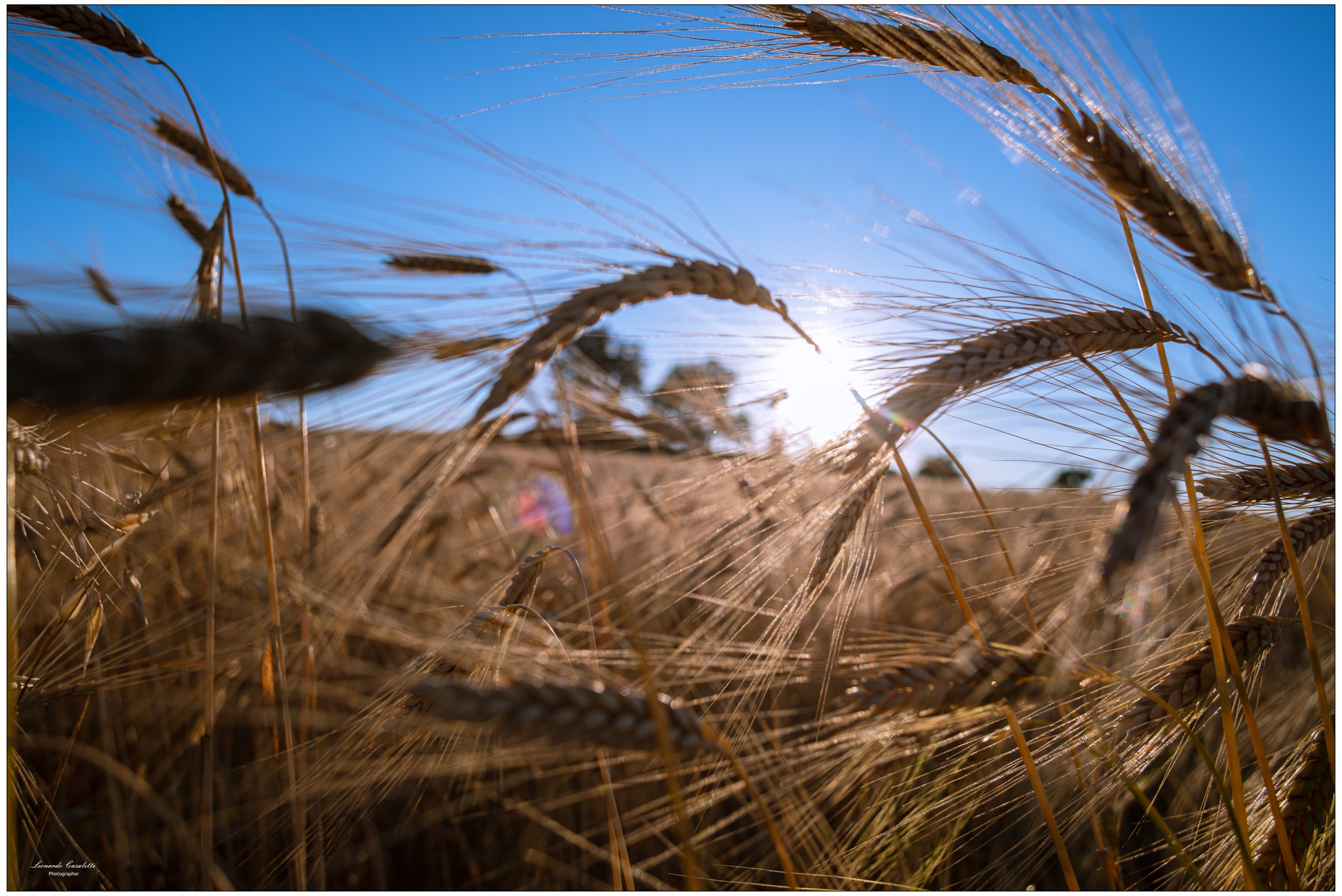 Corsa in mezzo al Grano.