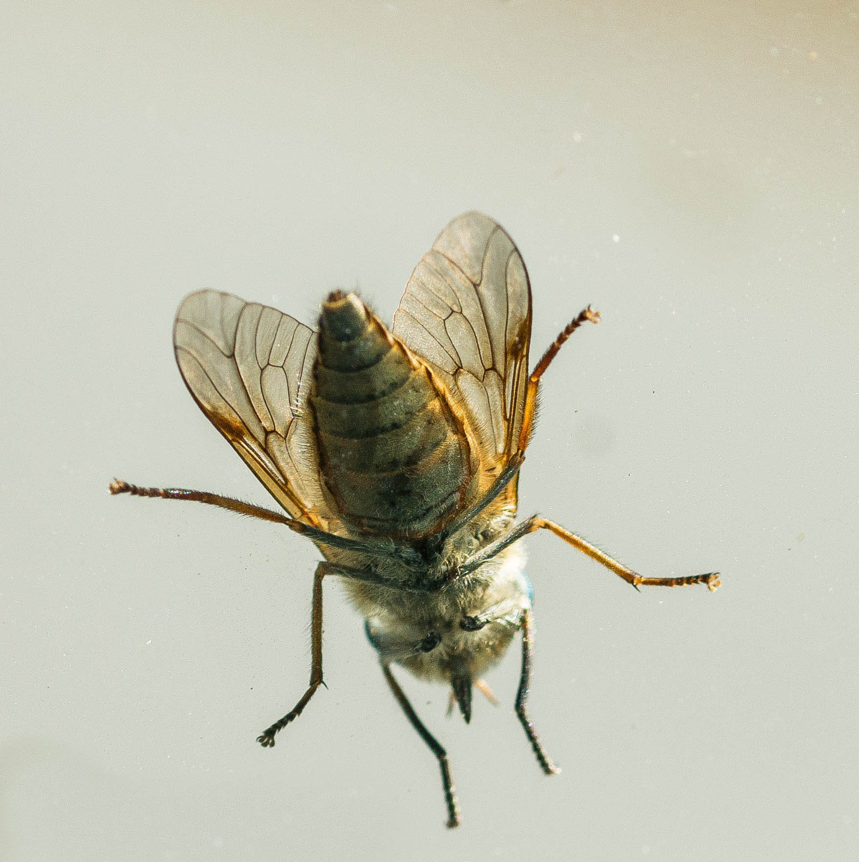 Il tafano che si è posato sul vetro della mia auto