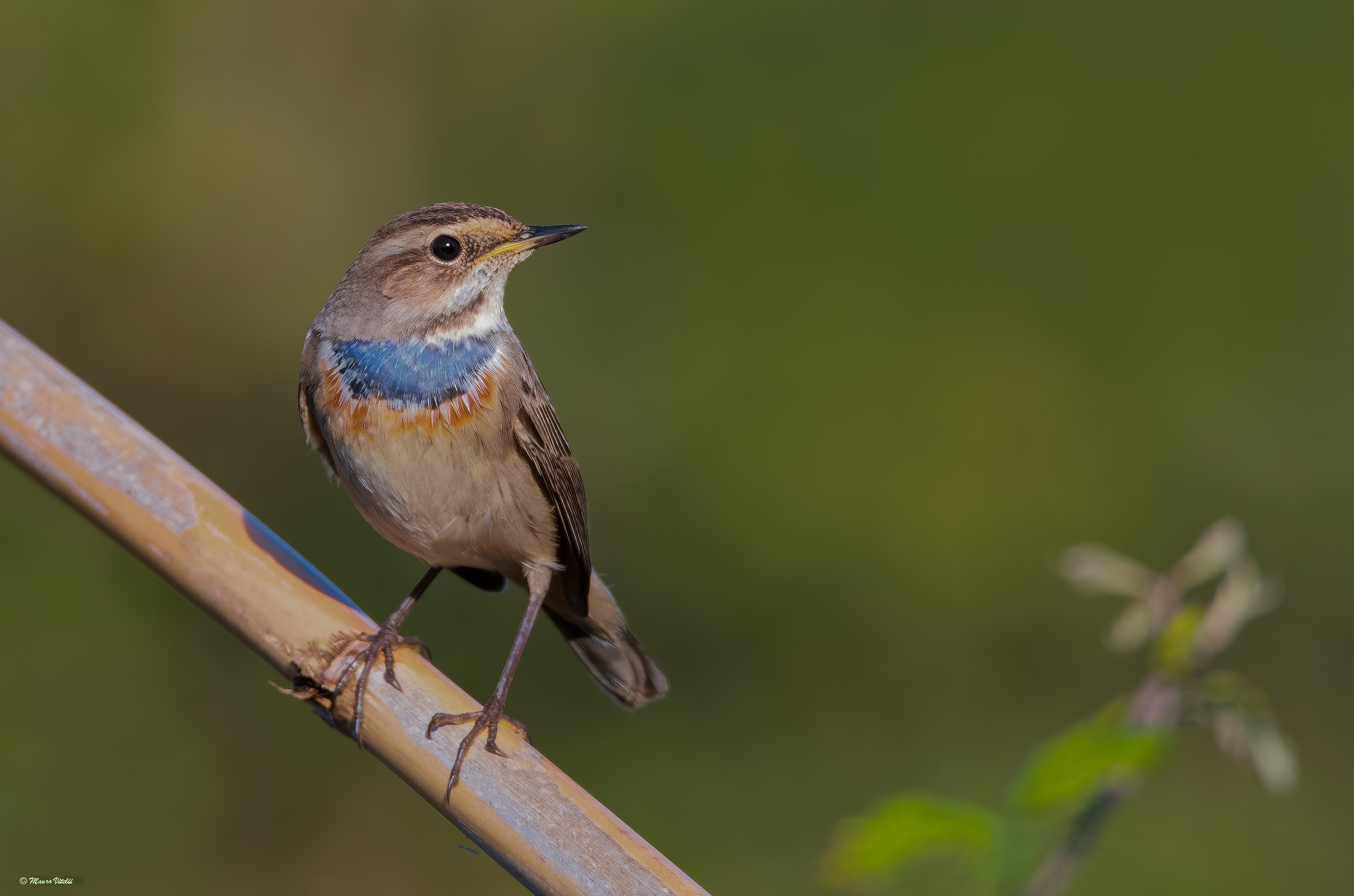 Blue-breasted (Luscinia svecica)