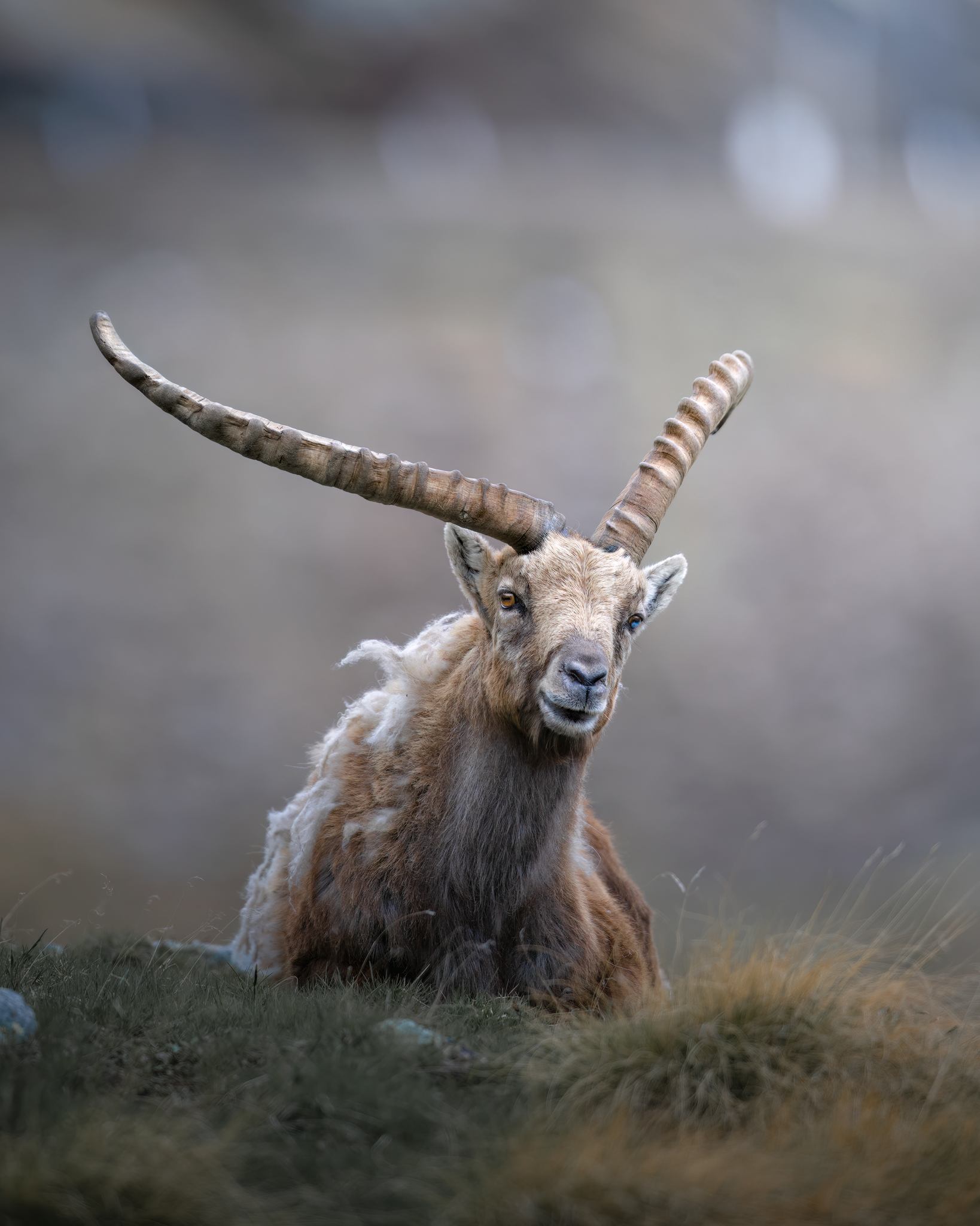Il guardiano dello Stelvio