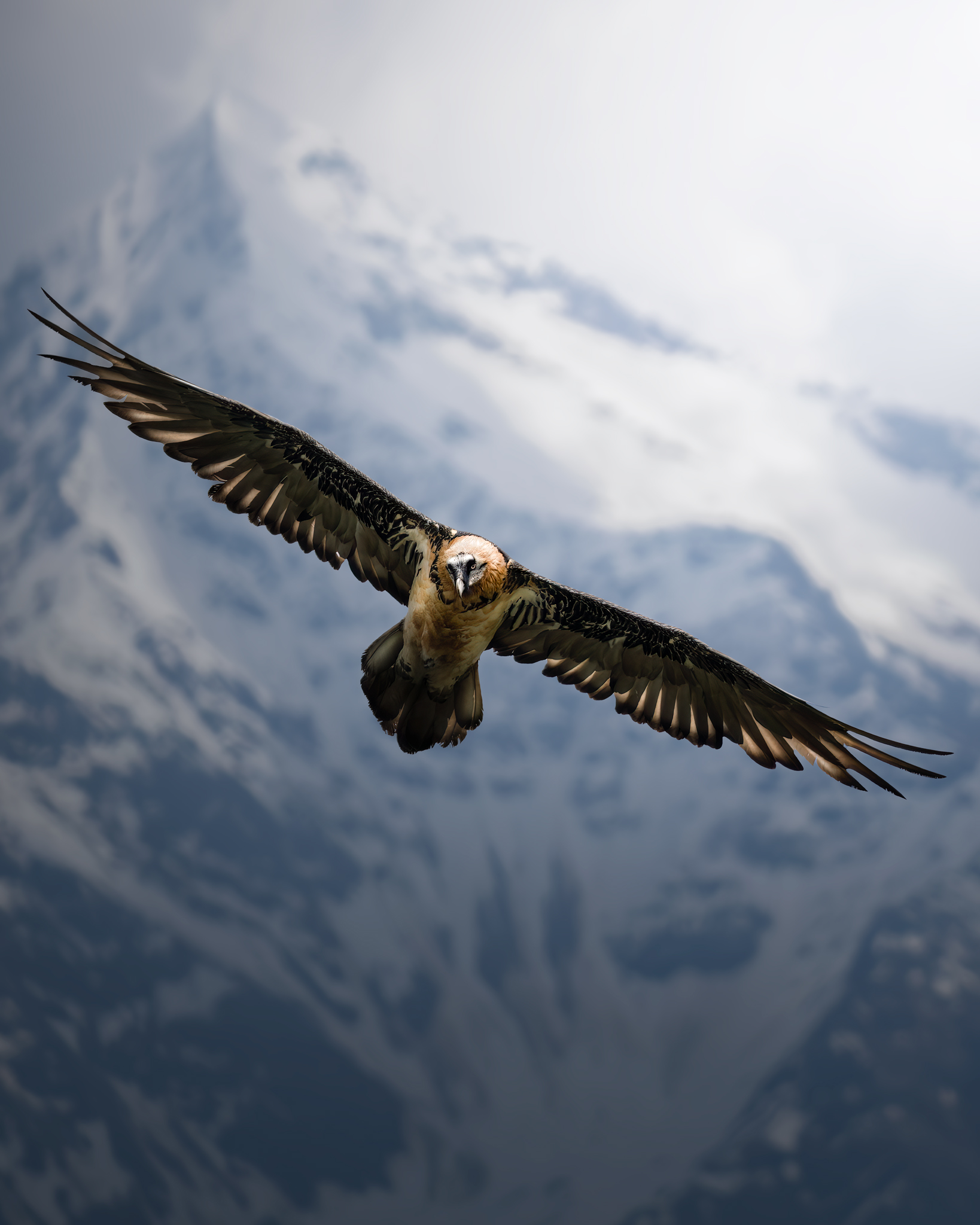 The Bearded Vulture