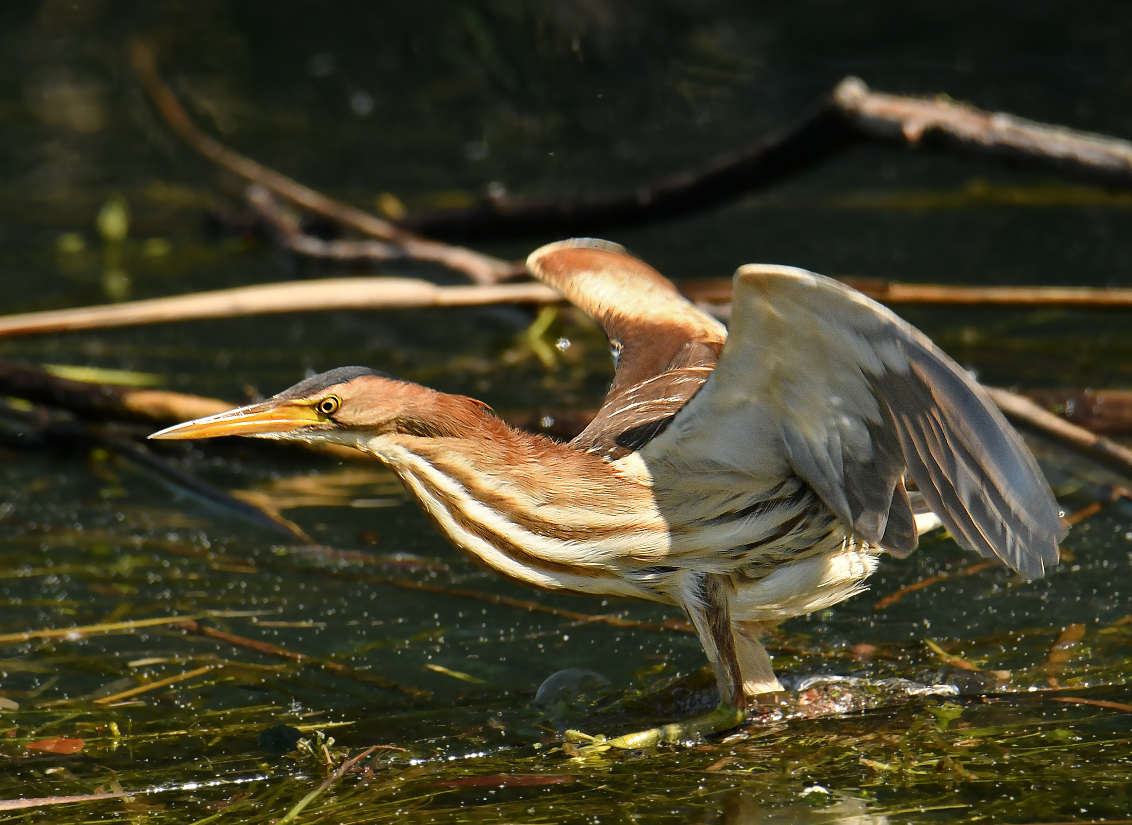 LITTLE BITTERN