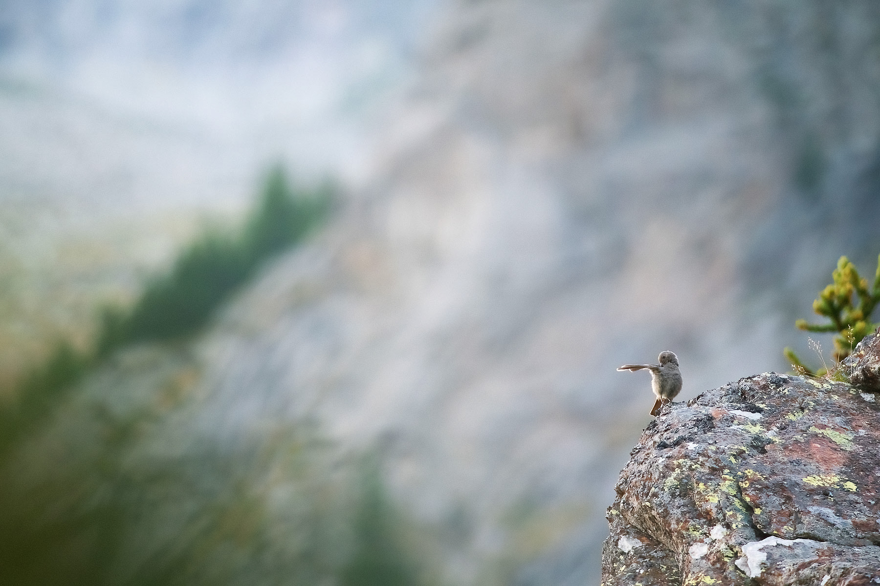 Evening cleaning of the redstart chimney sweep