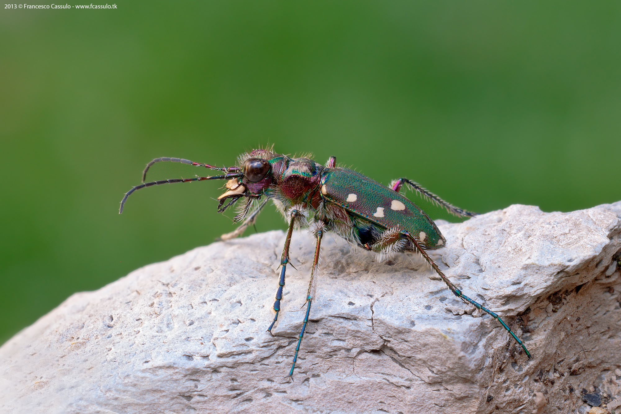 Cicindela maroccana Fabricius, 1801