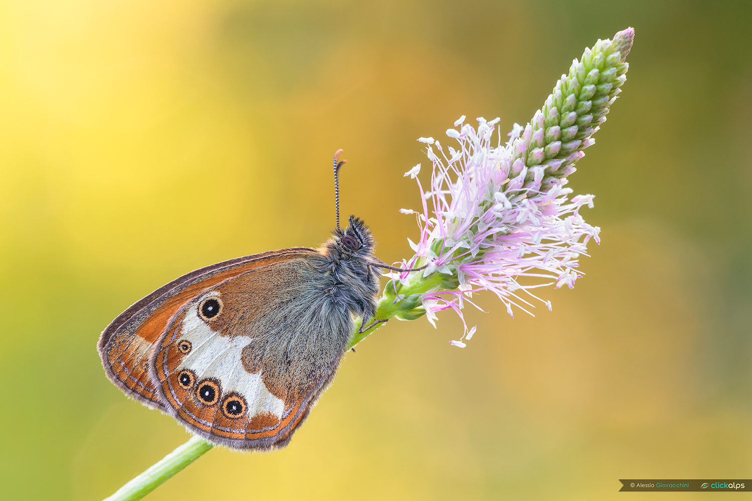 Coenonympha arcania
