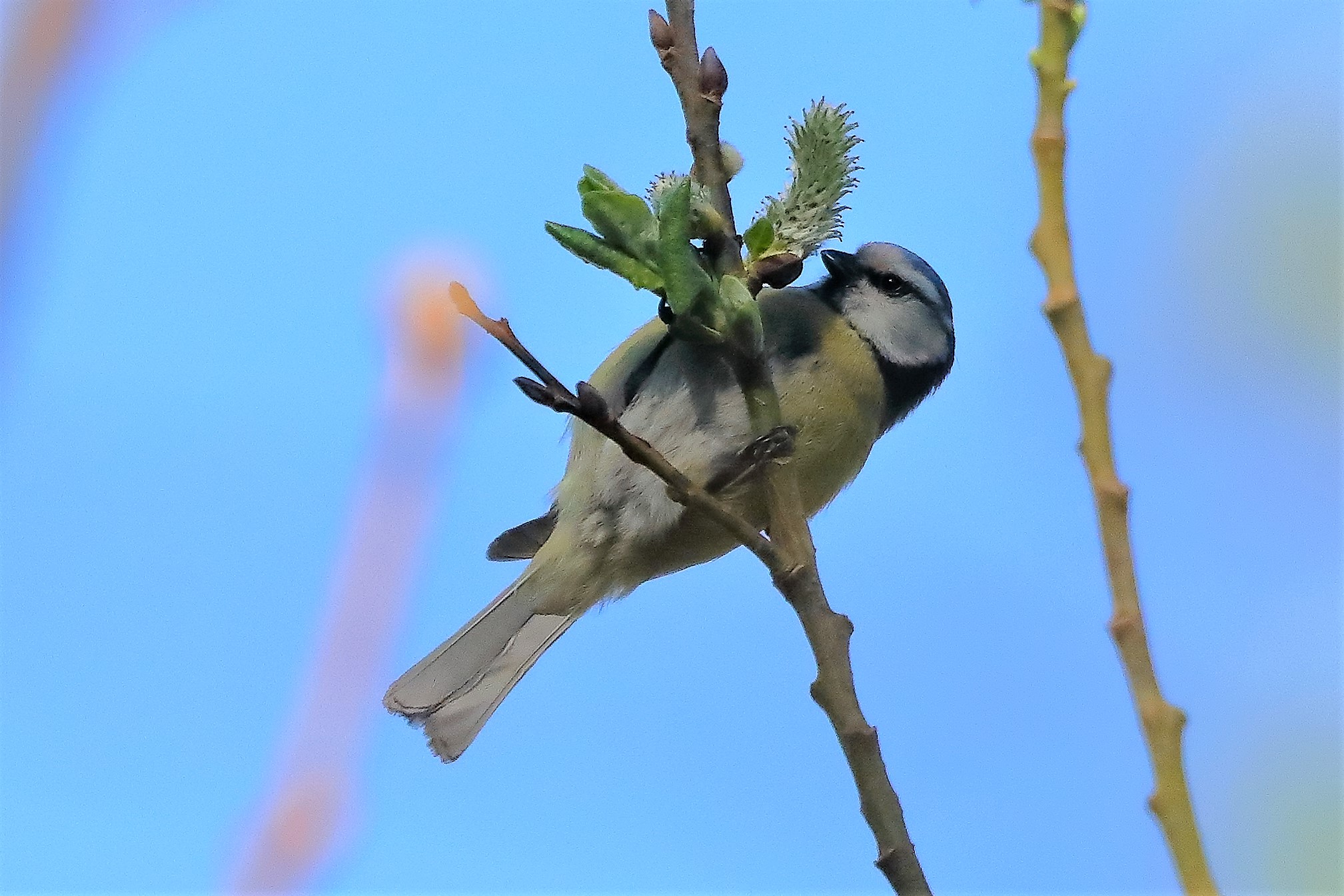 Cinciarella 29-03-2023