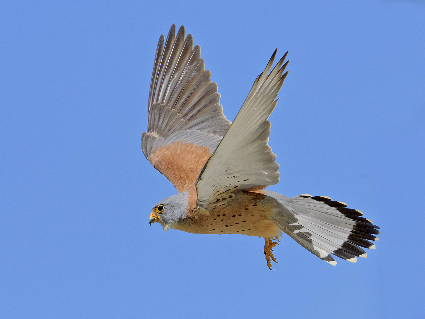 Falco grillaio (maschio).