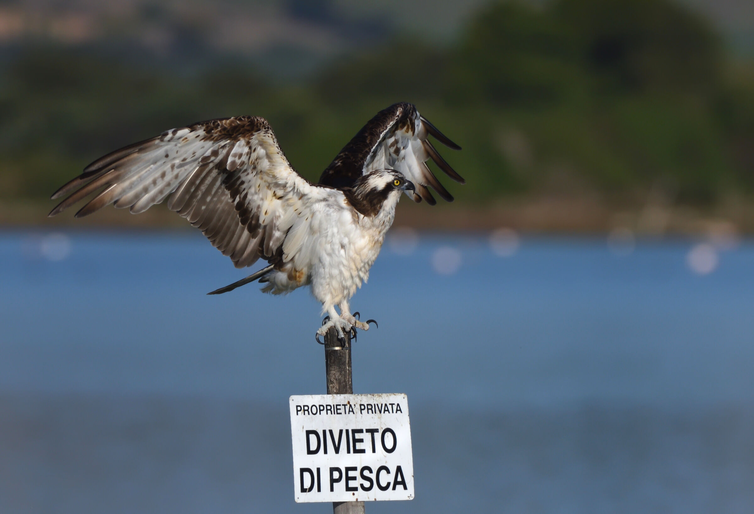 Un bellissimo profilo