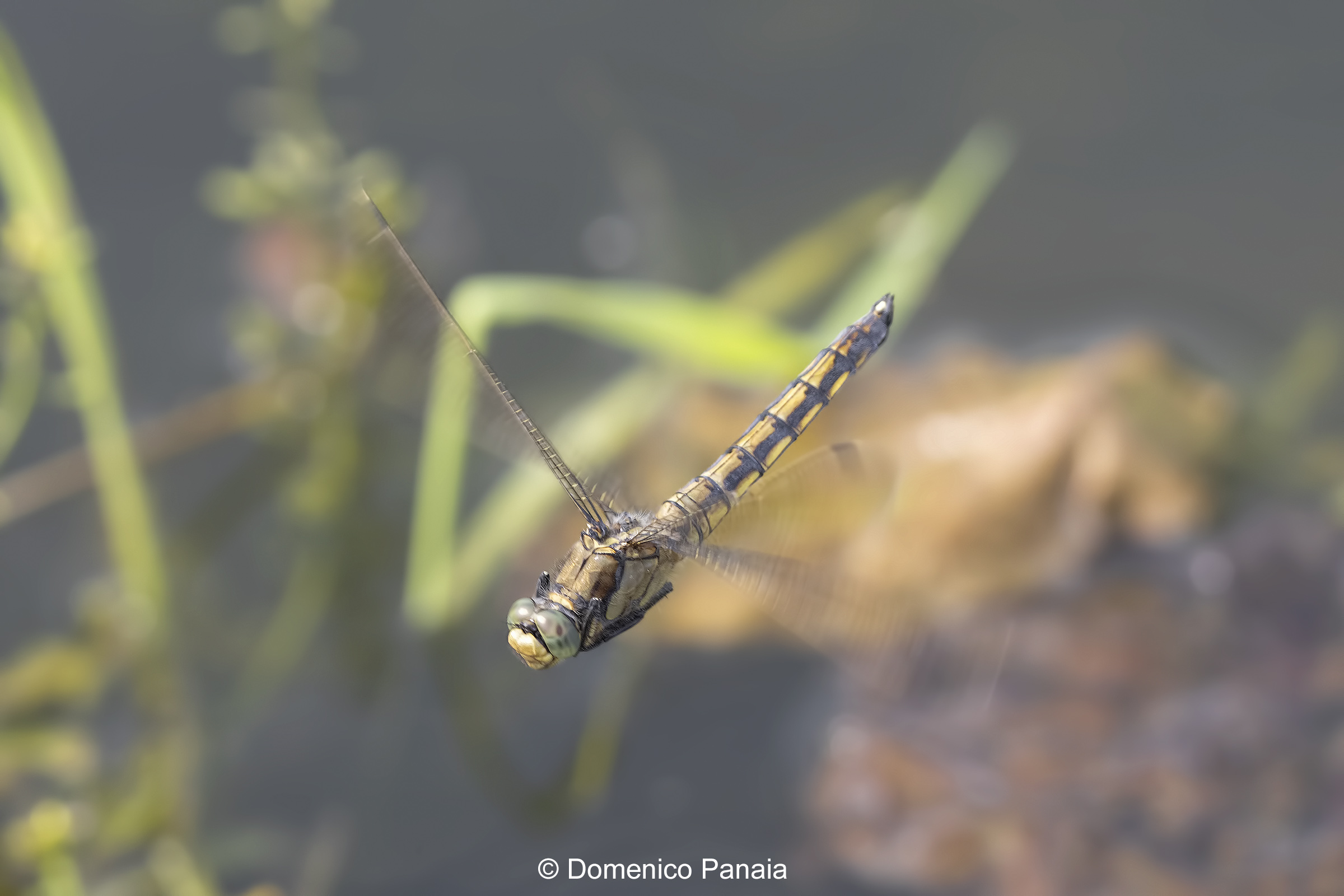Orthetrum cancellatum