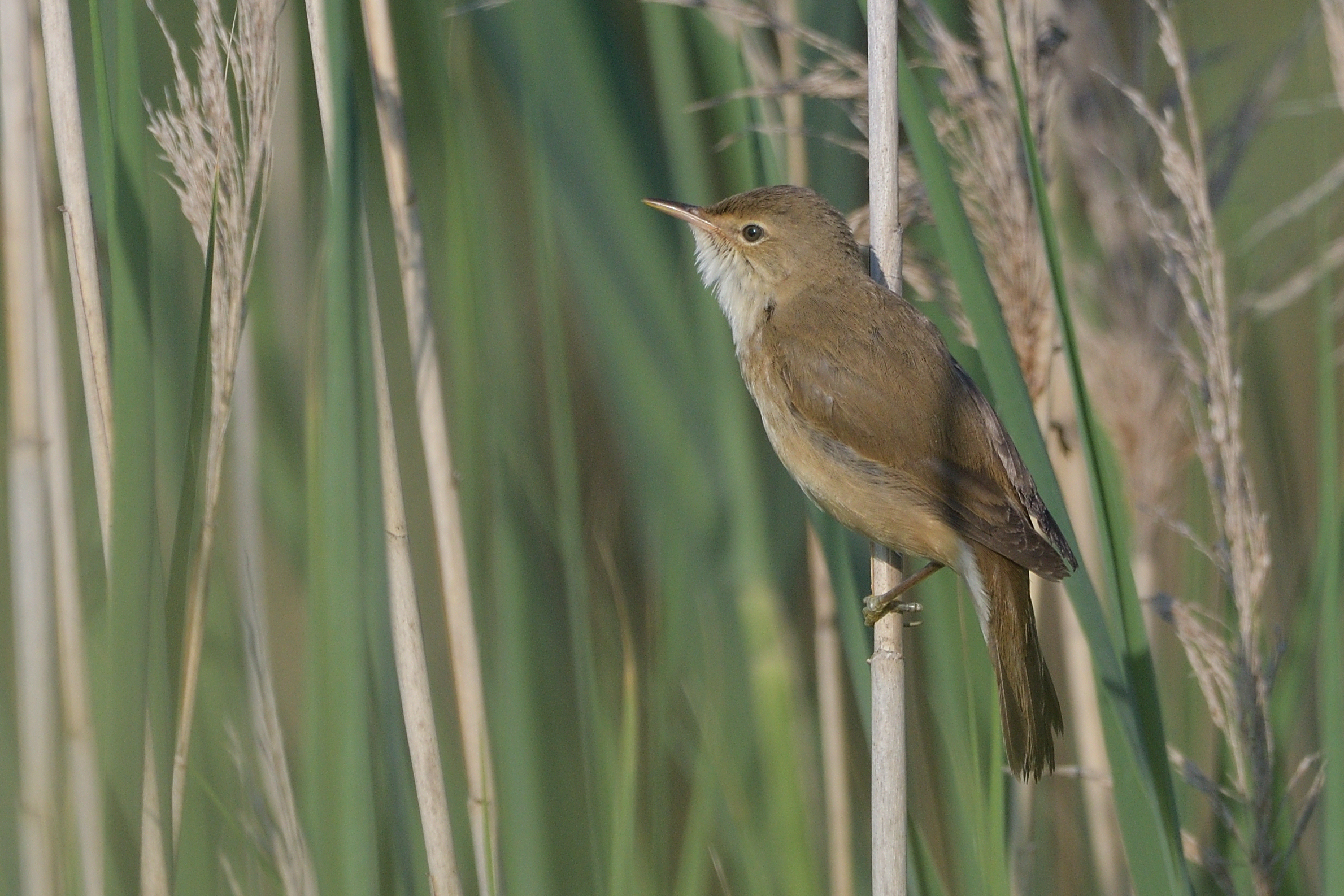 The song of the reed warbler