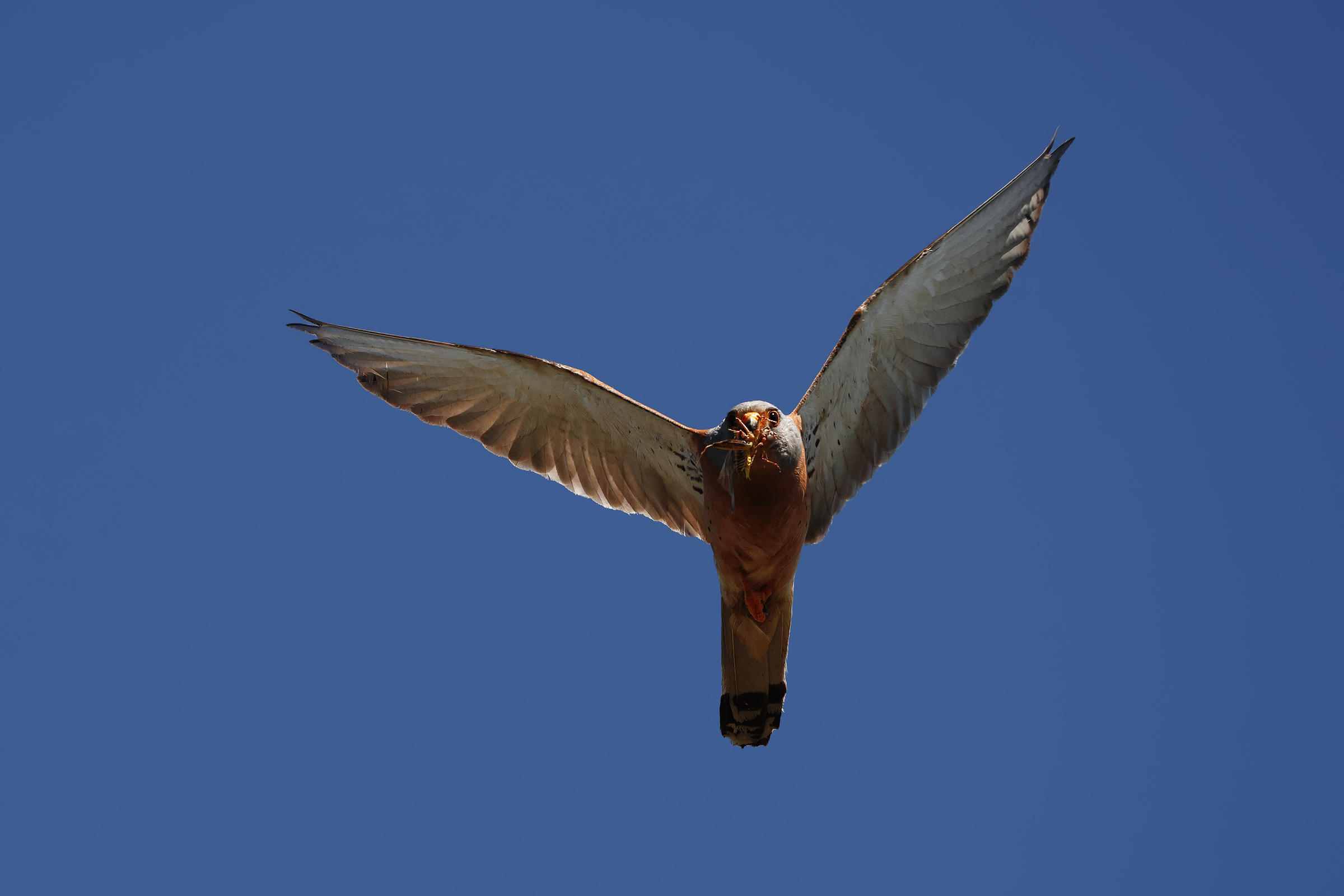 Falco Naumanni (lesser kestrel)