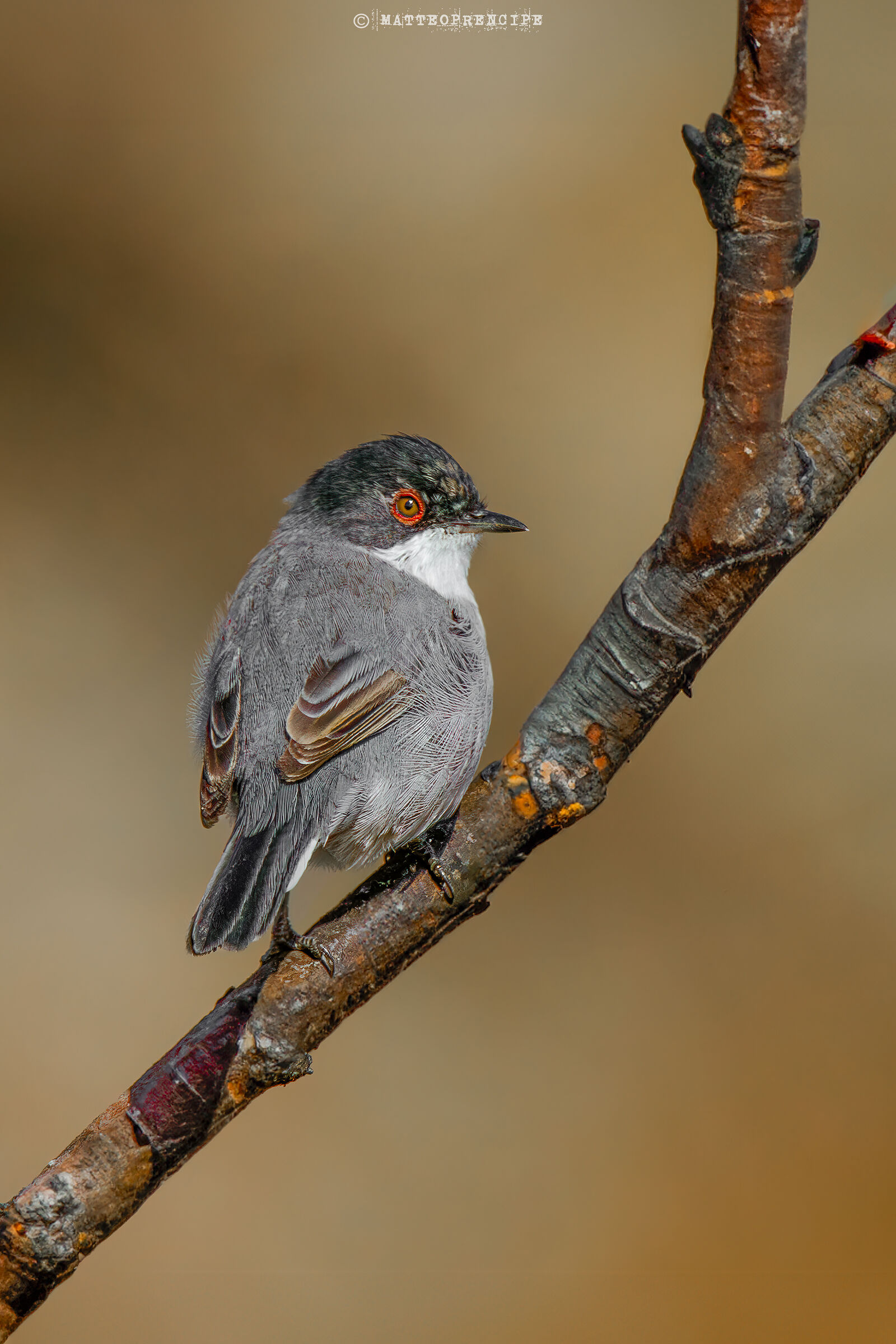 Sardinian warbler