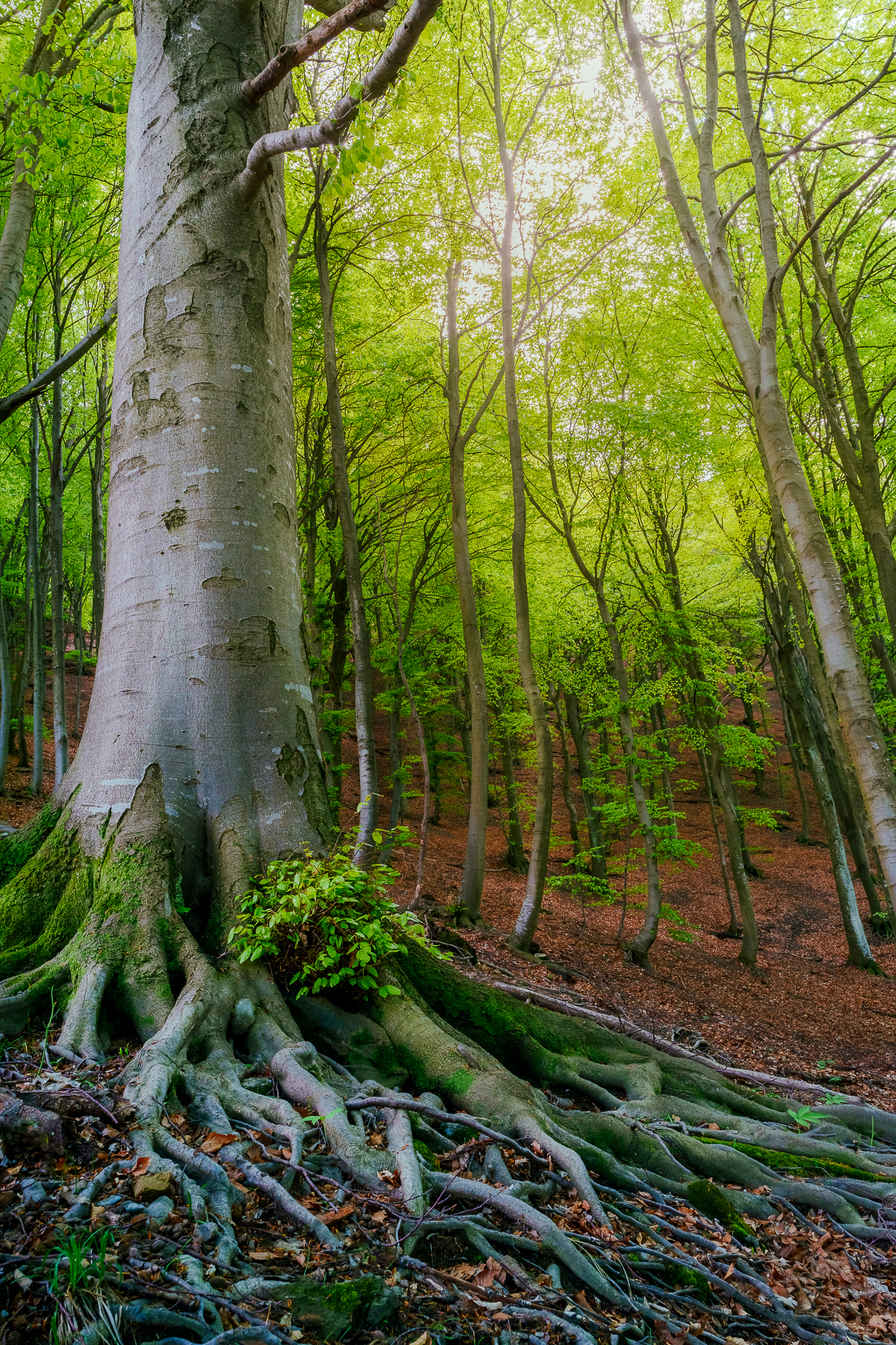 Myst of beech trees