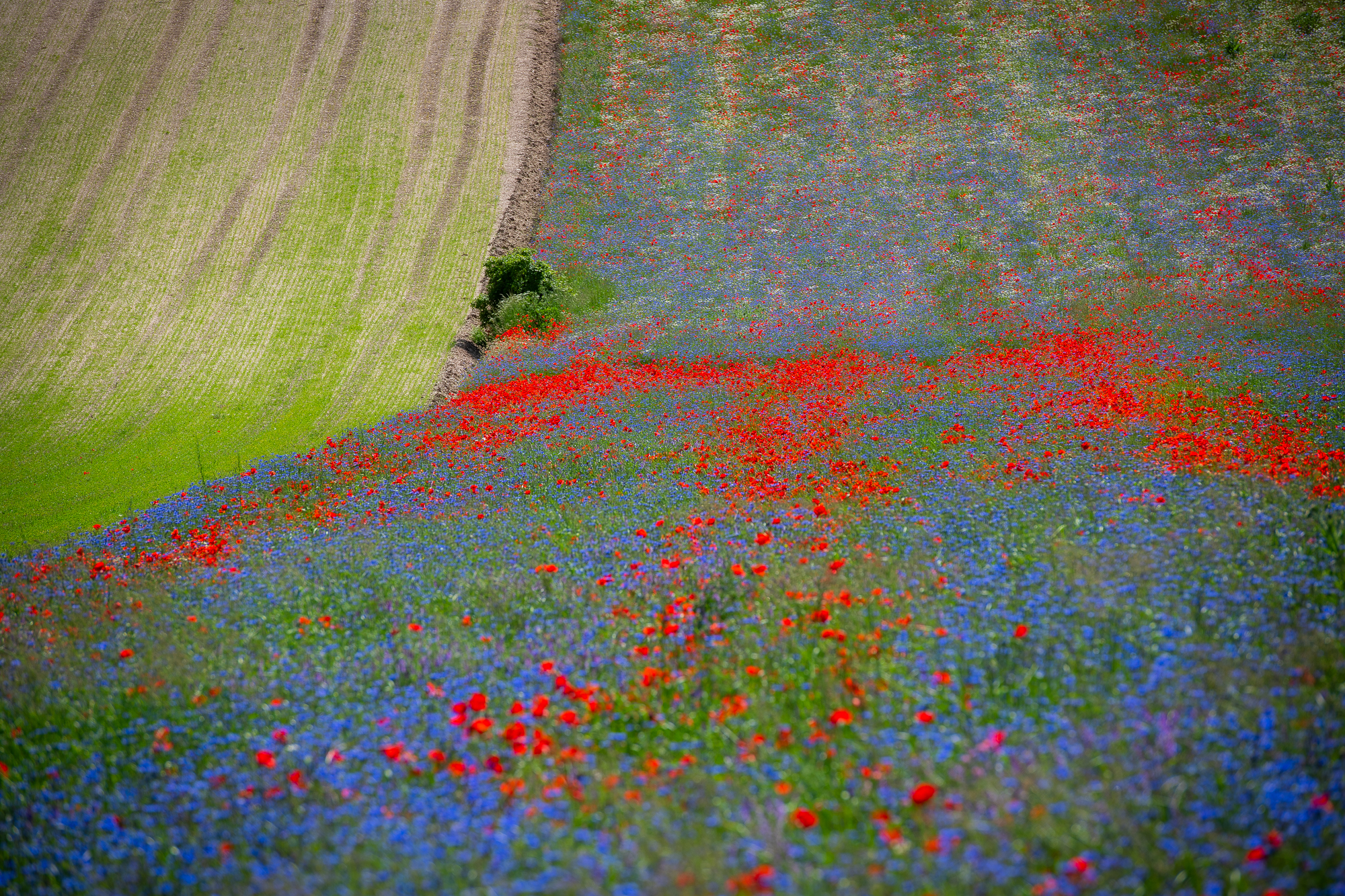 Castelluccio
