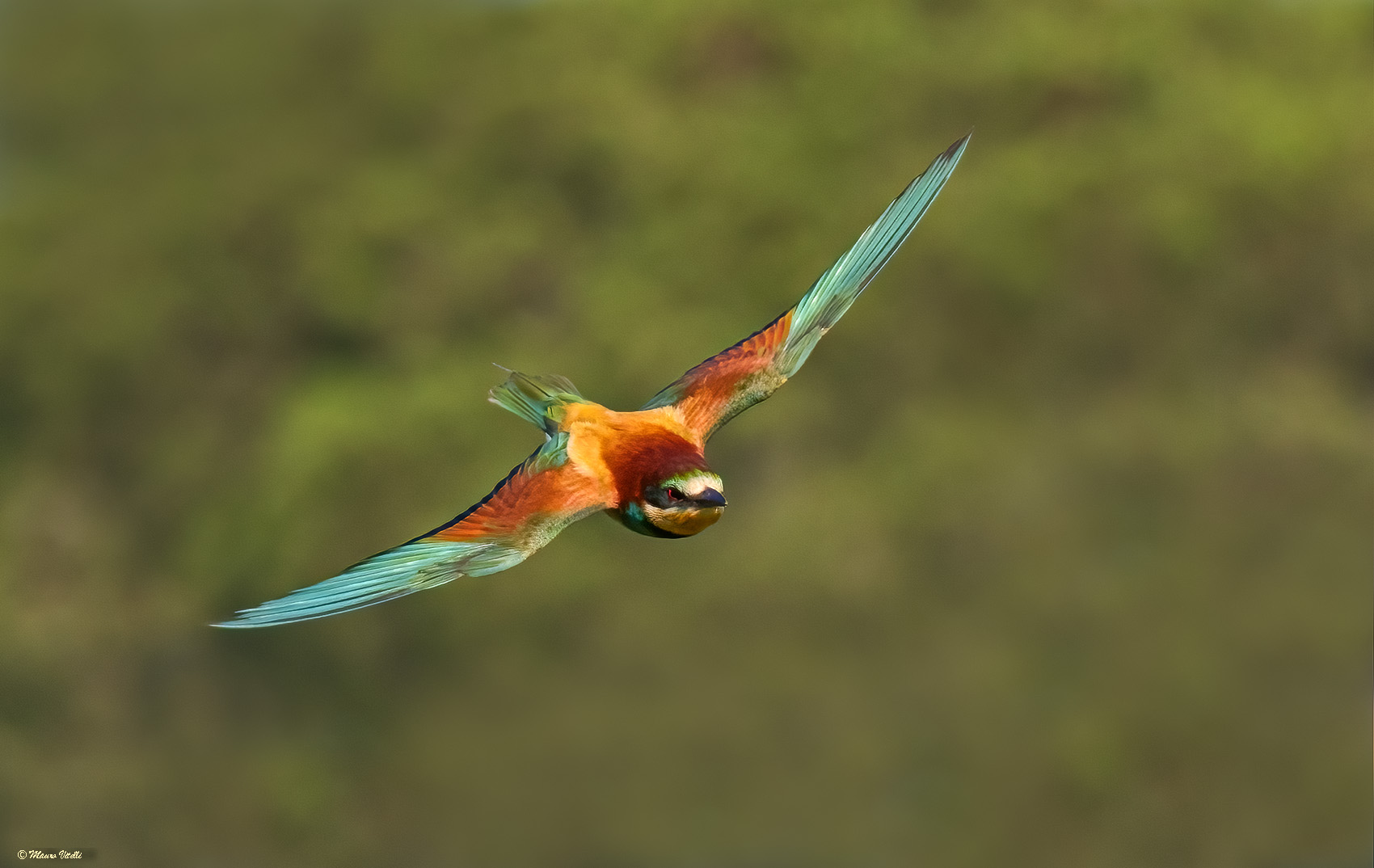 Bee-eater (Merops apiaster)