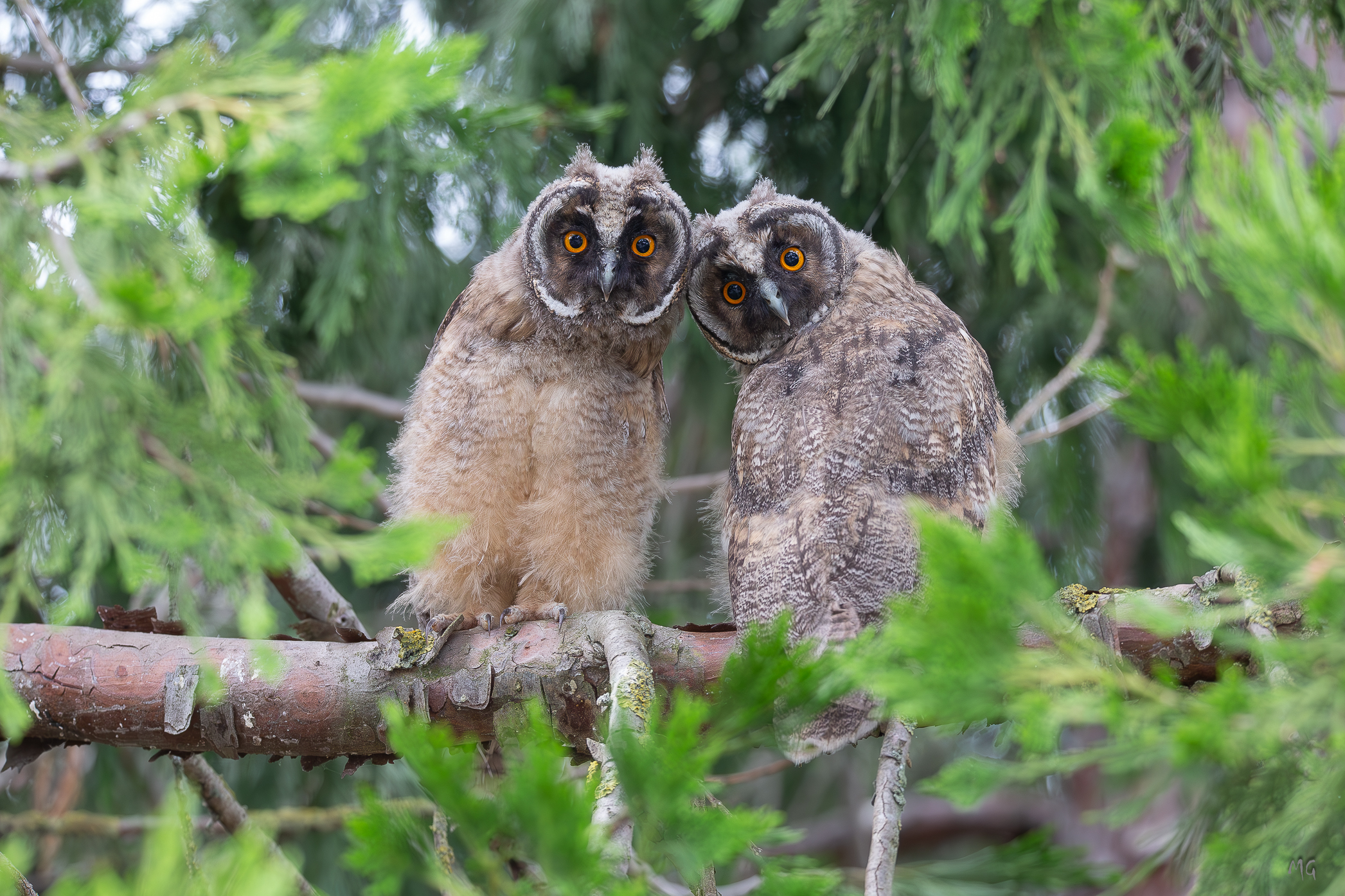 Young couple Owls
