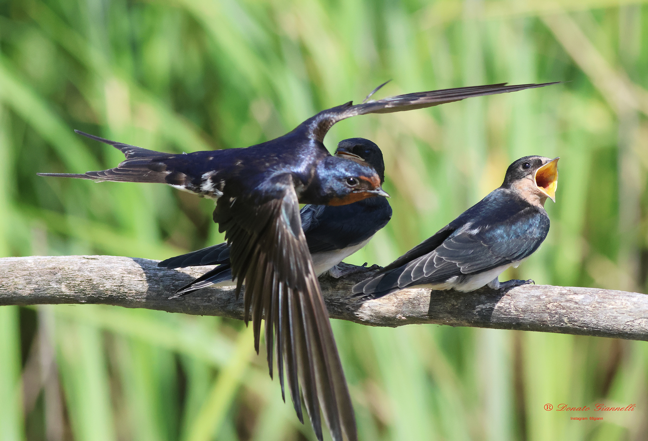 Swallows caught