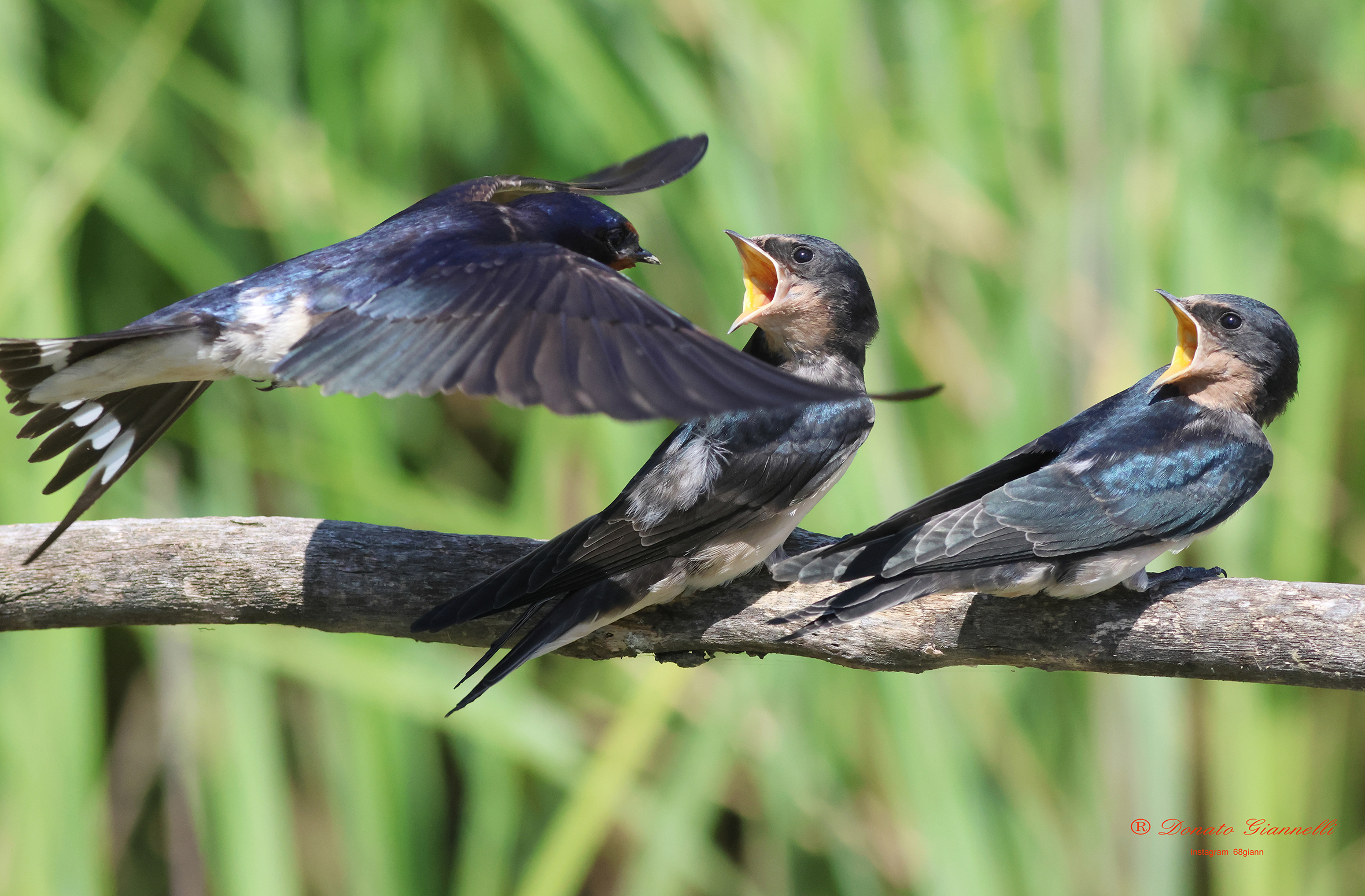 Swallows caught