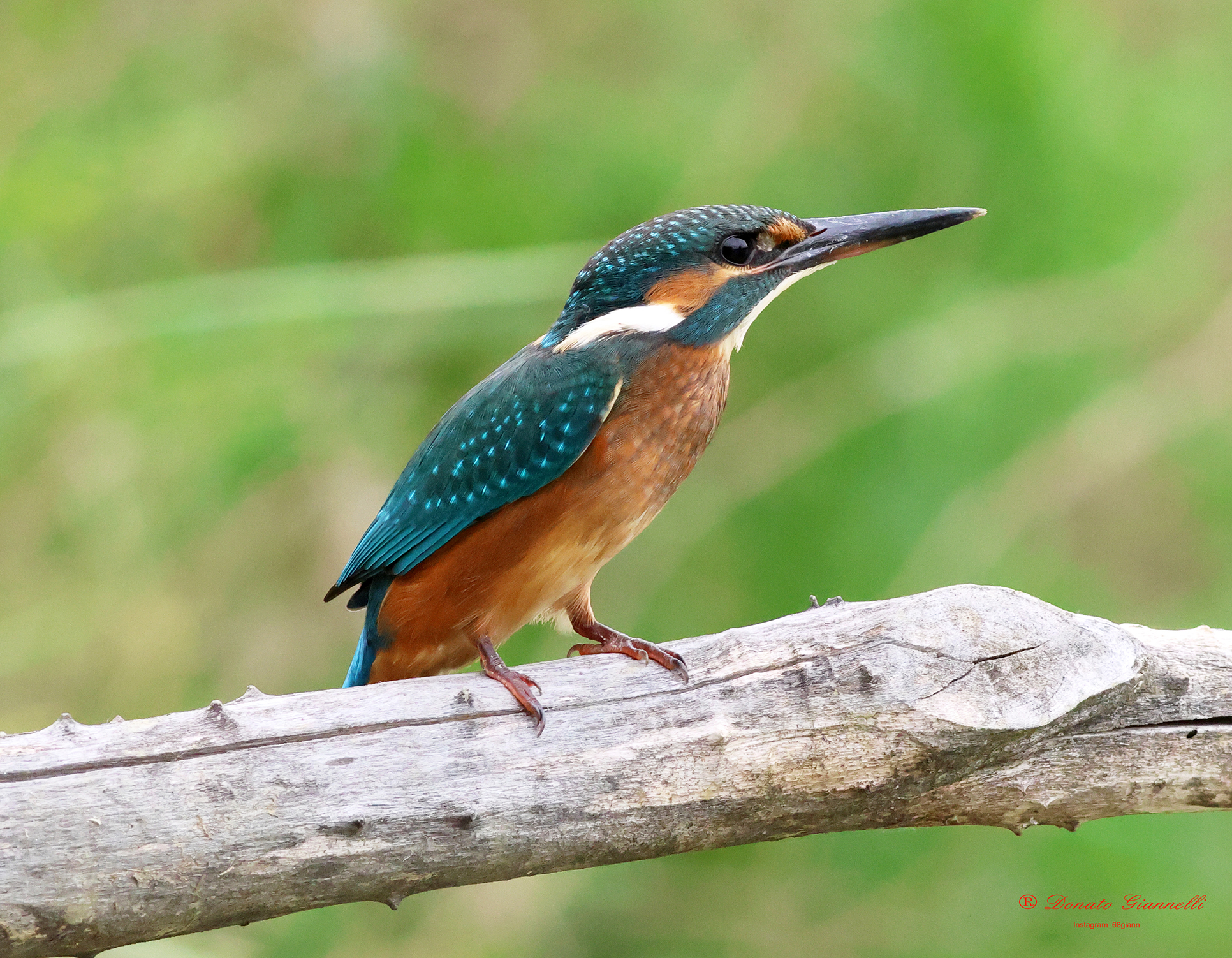 Kingfisher