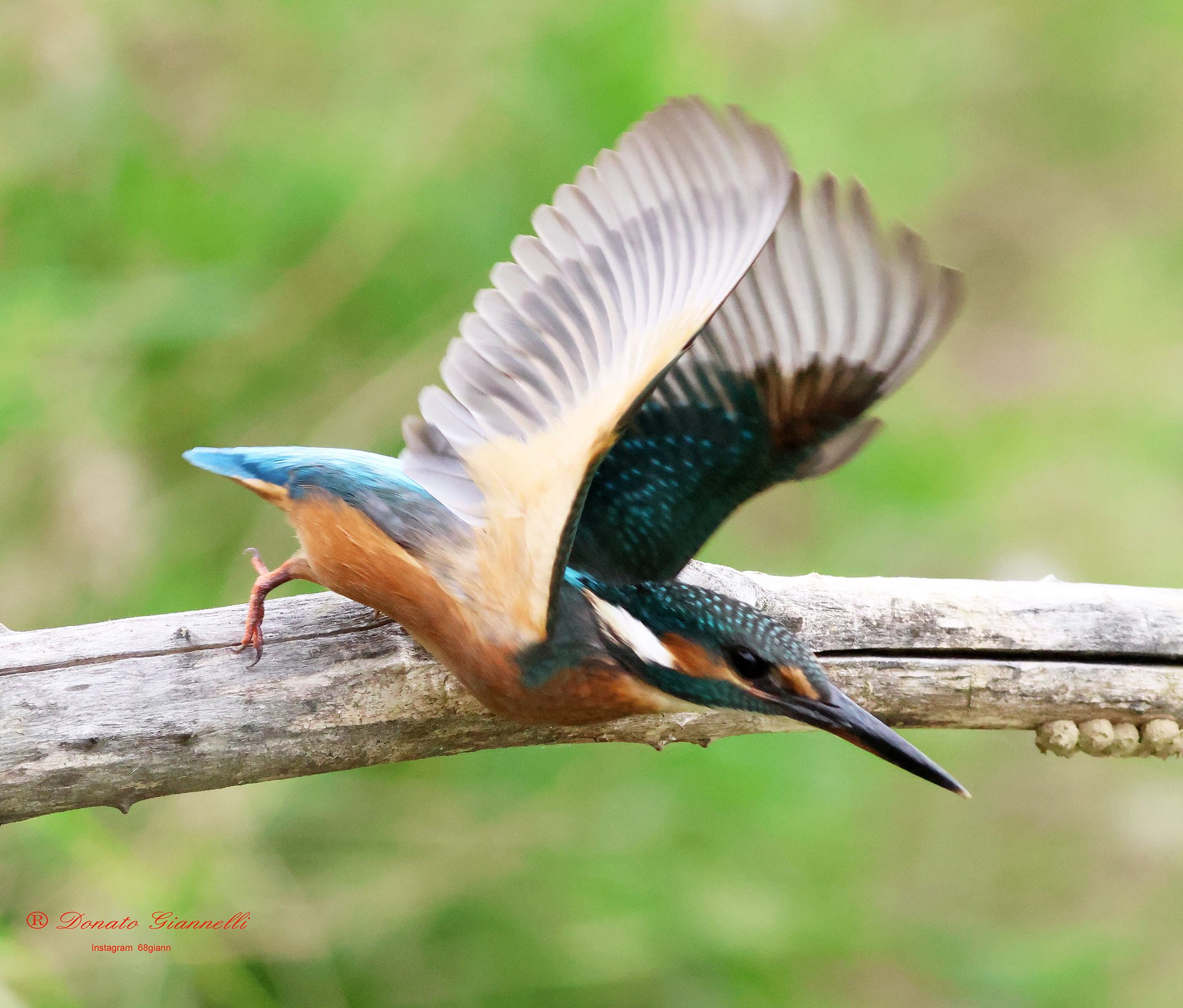 Kingfisher