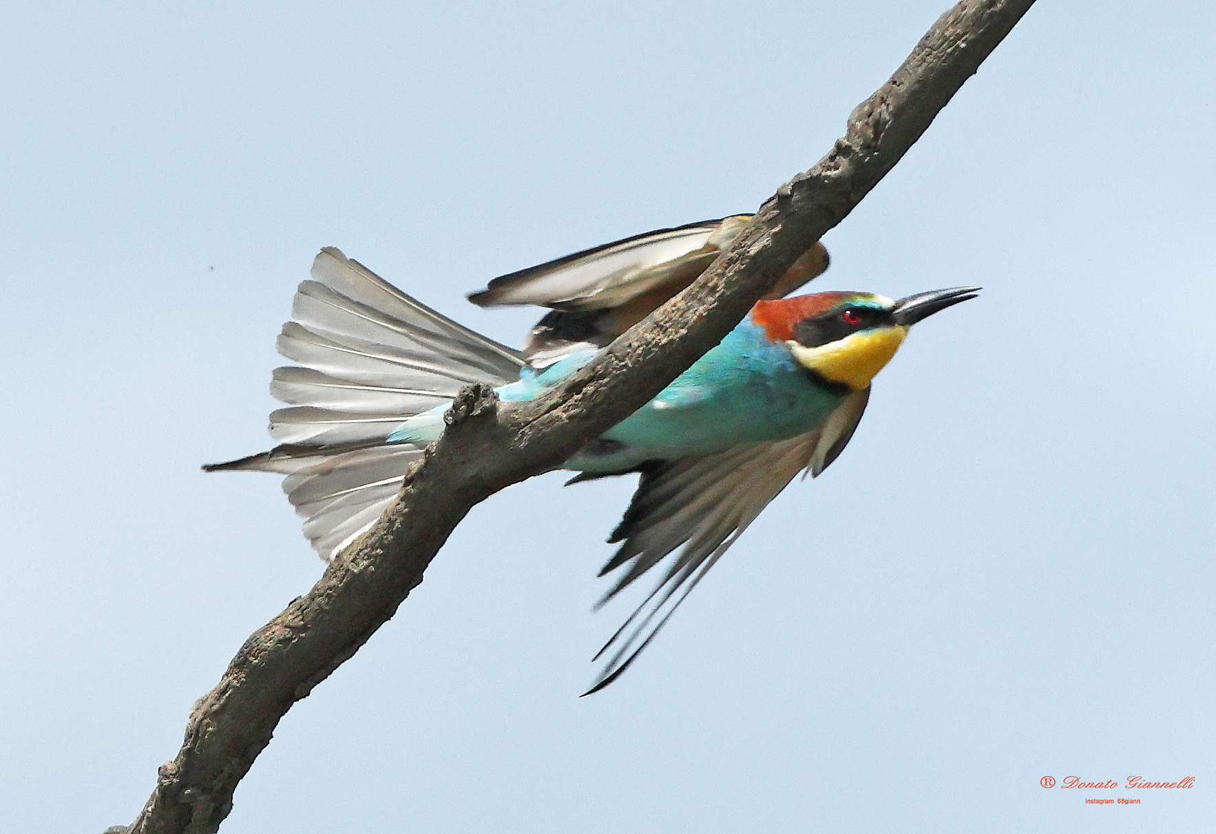 Bee-eater