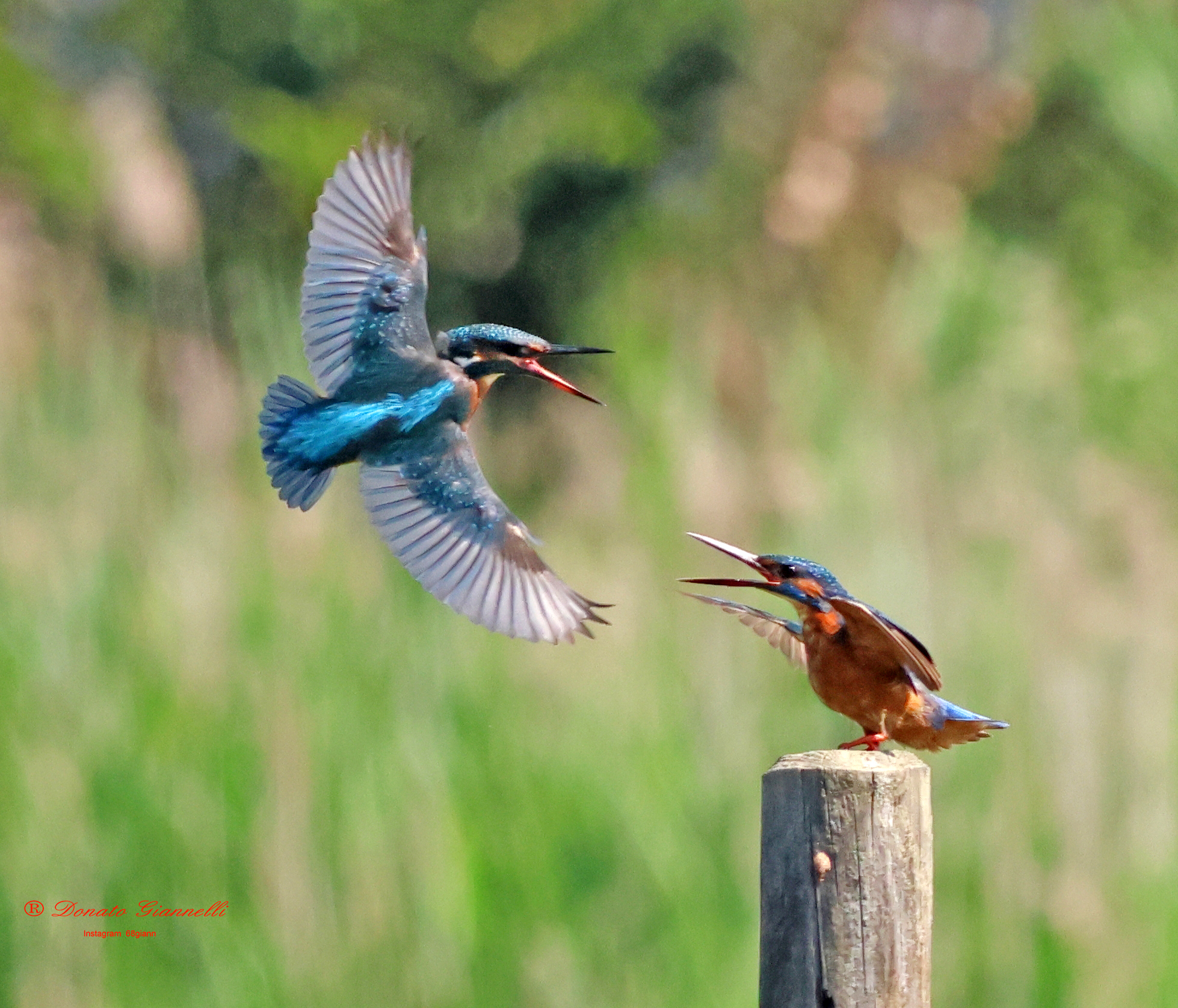 Pair of kingfishers