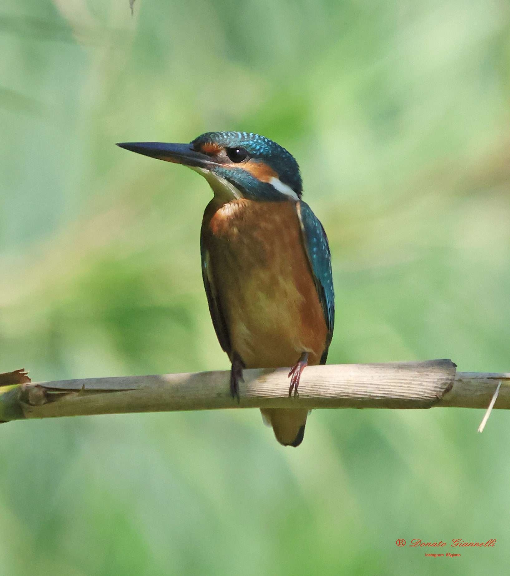 Kingfisher