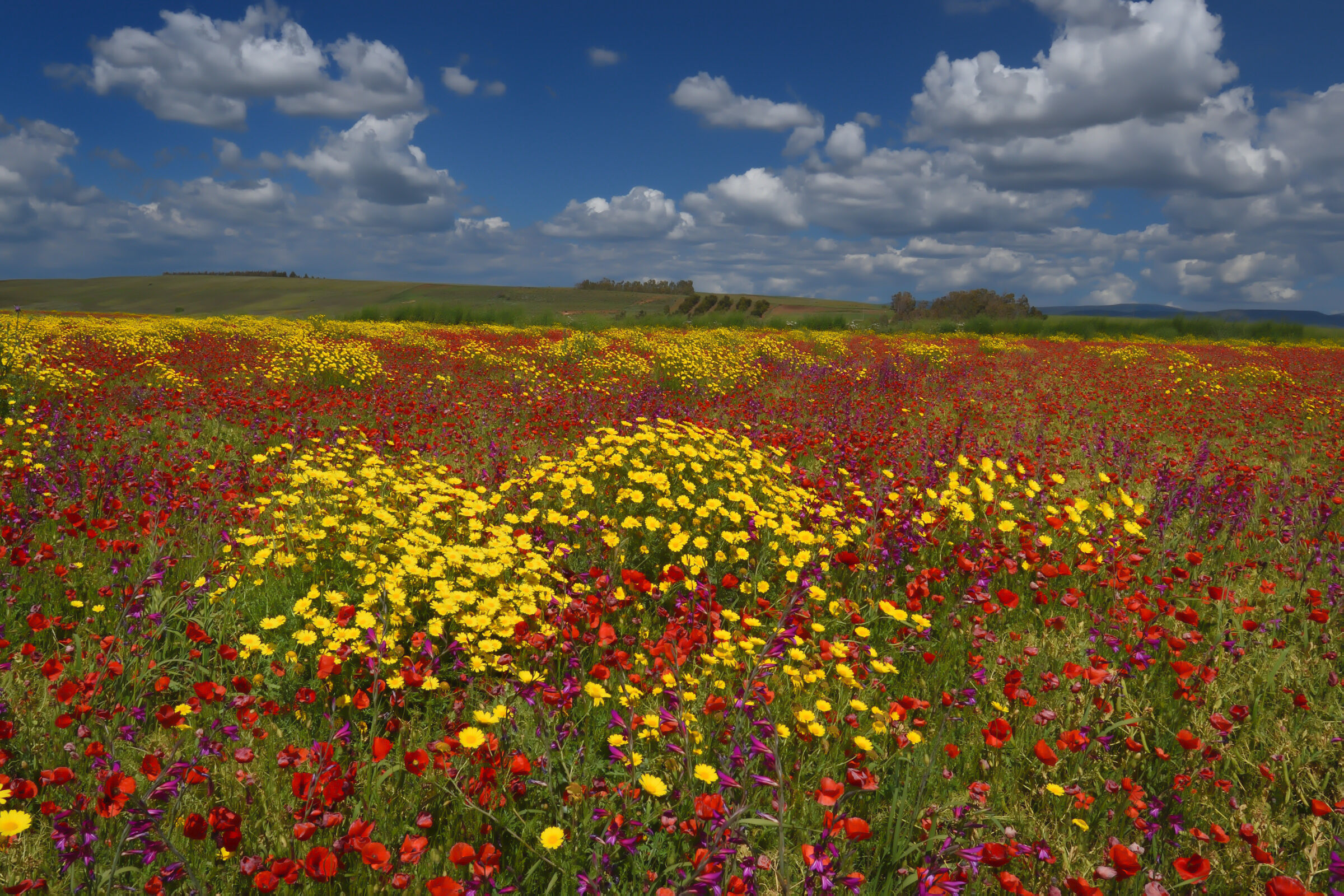 The countryside of Sardinia "dressed" to party ...