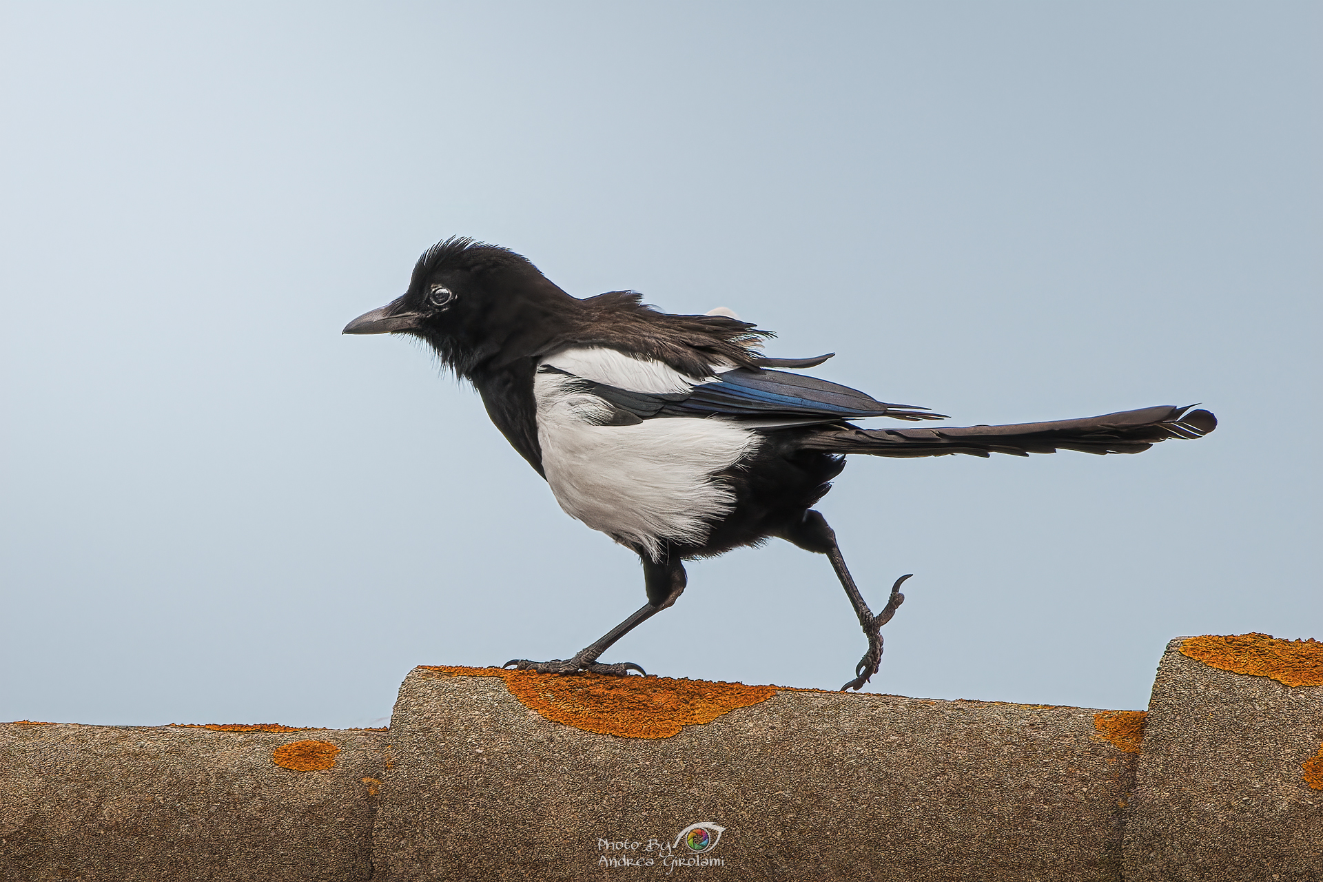 The Magpie Thief