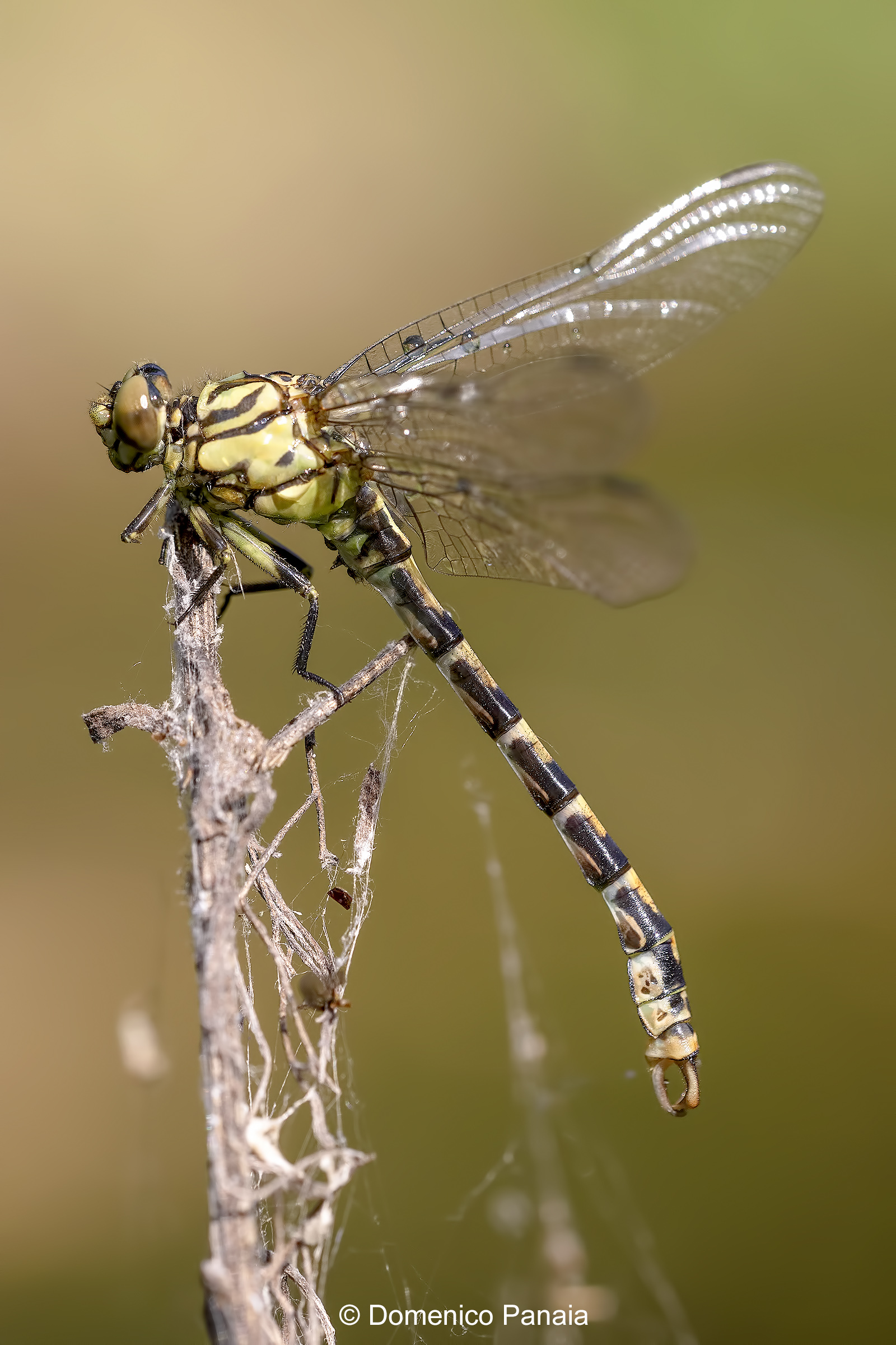 Onychogomphus forcipatus