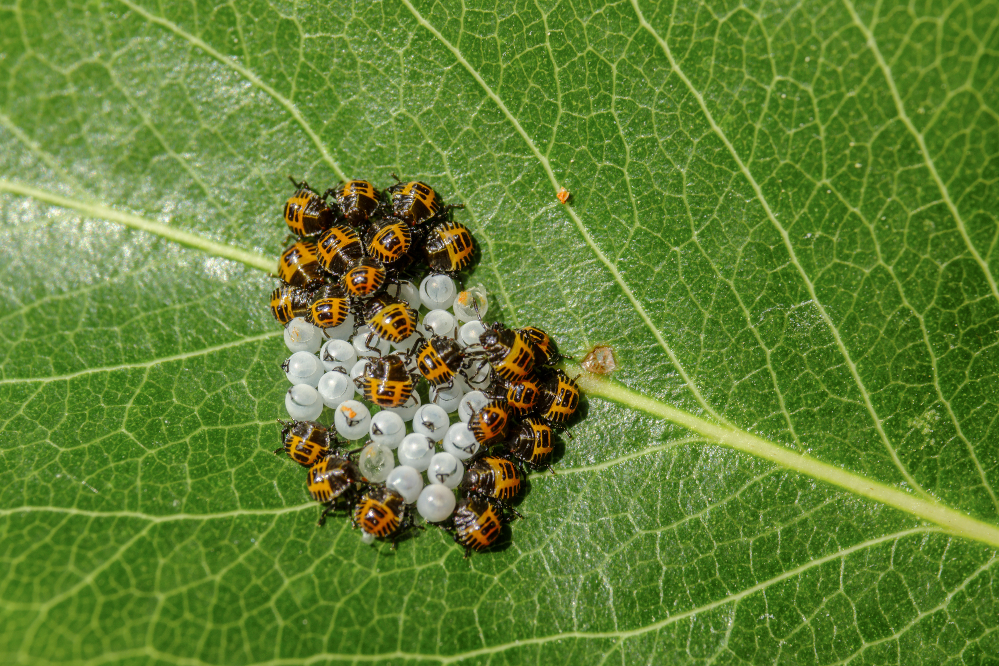 Schiusa di coccinelle su foglia di pero