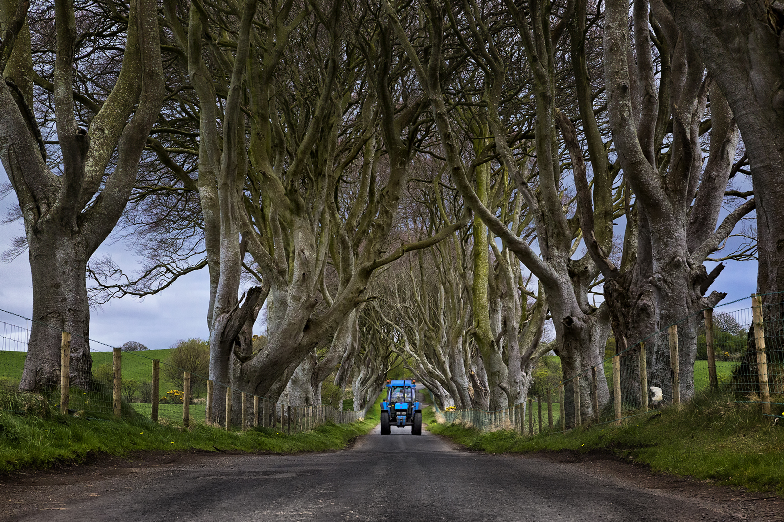 the dark hedges
