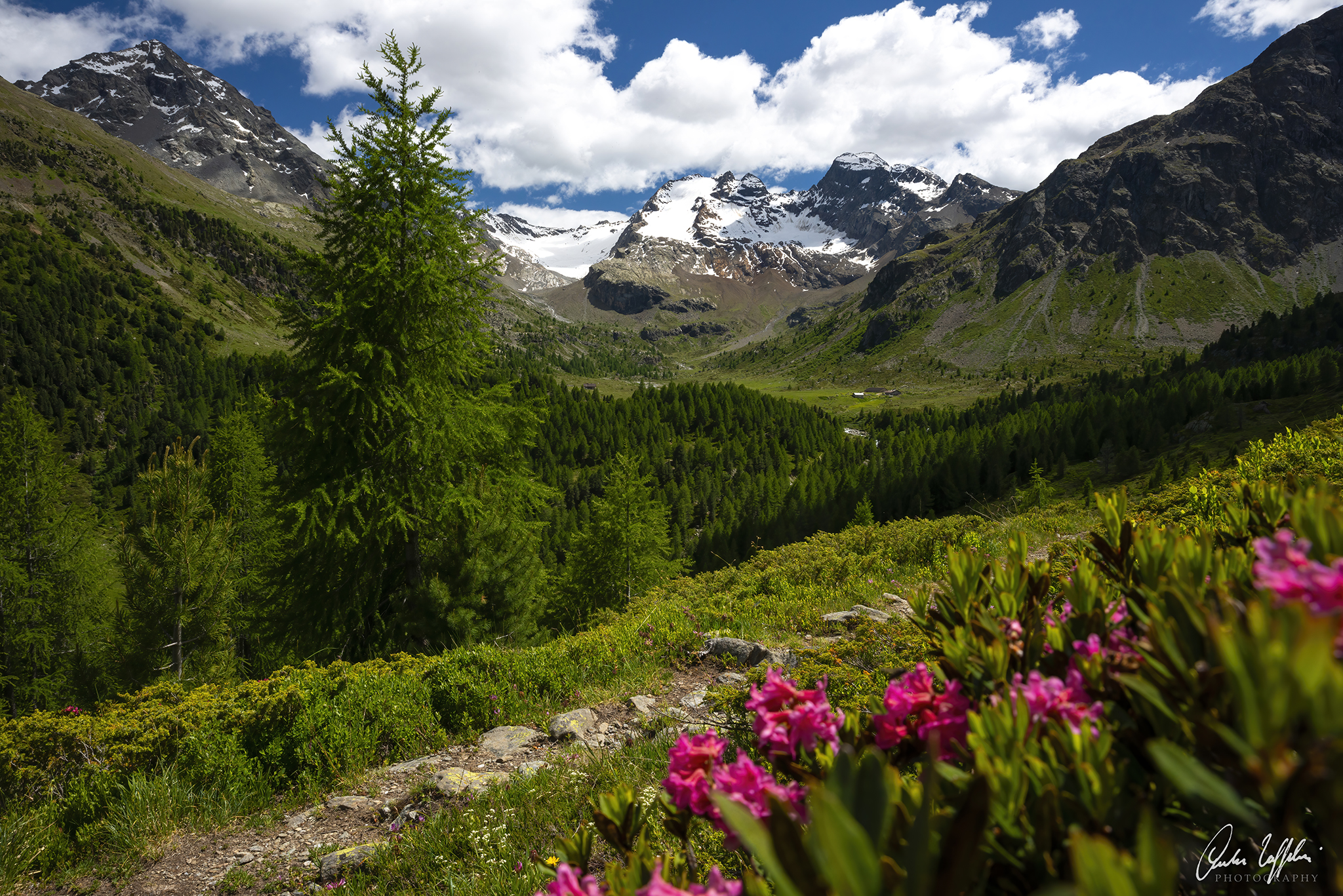 Blooms in Val Dosdé