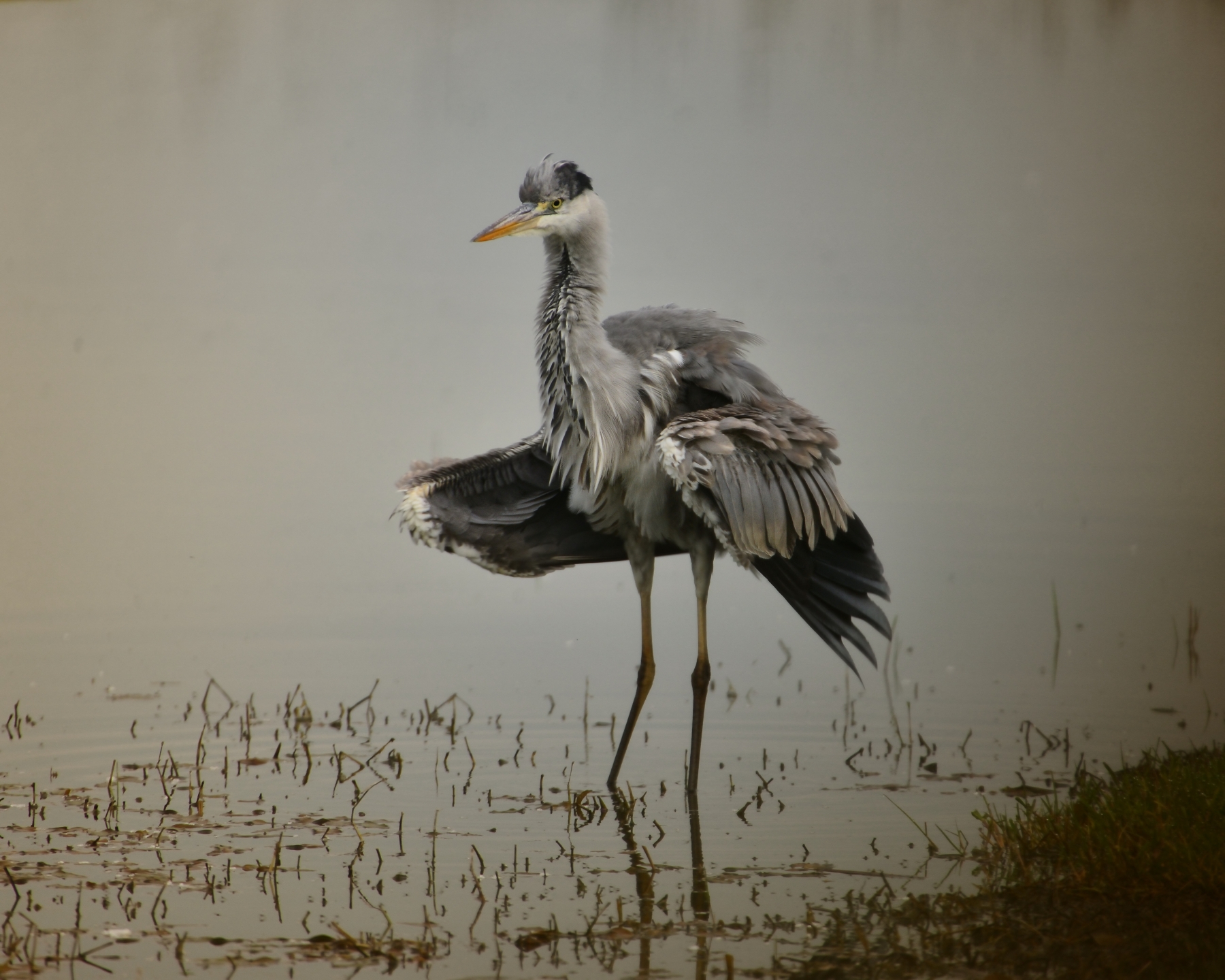 Grey Heron. a little shaggy ...
