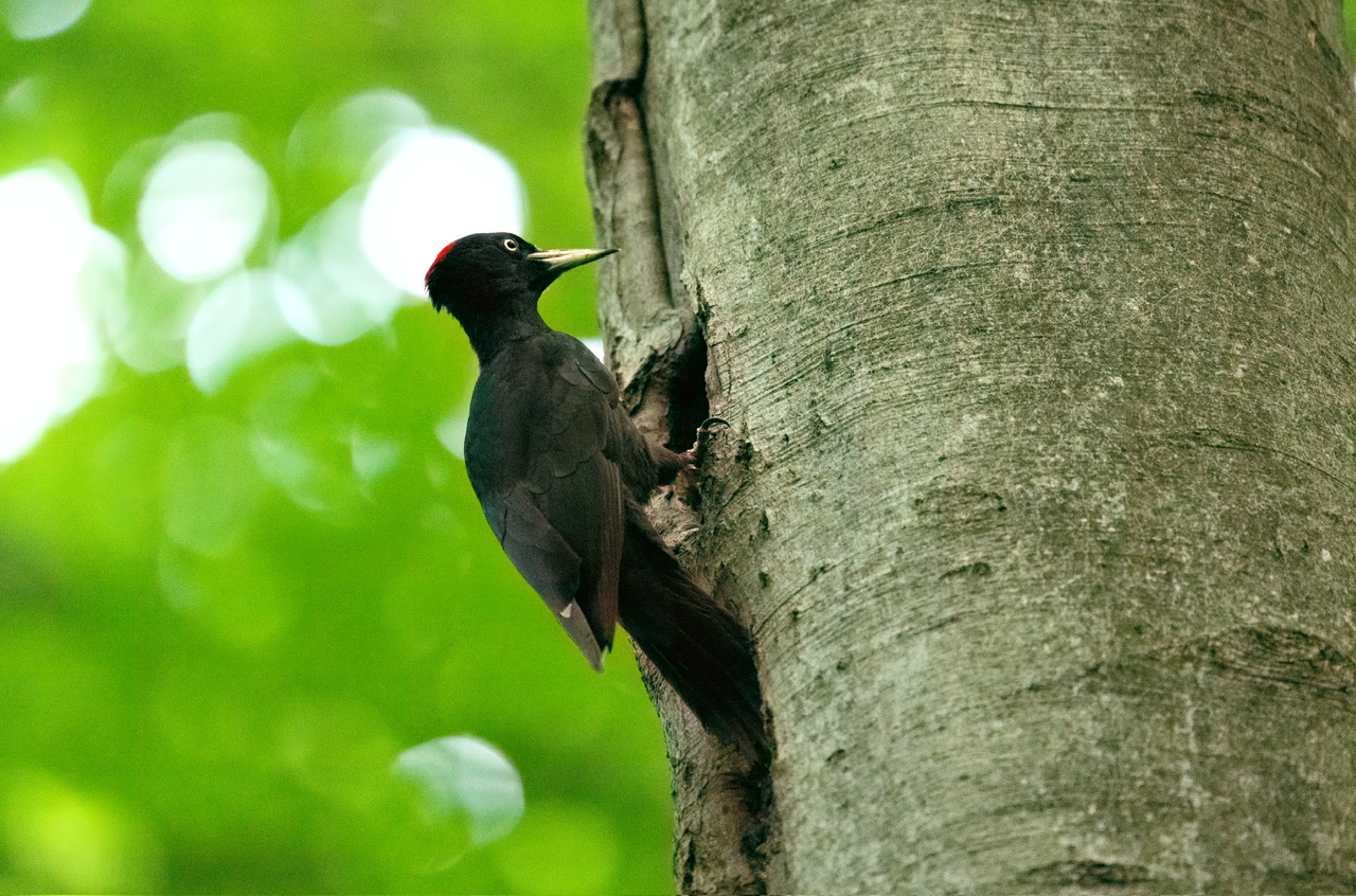Adult male black woodpecker