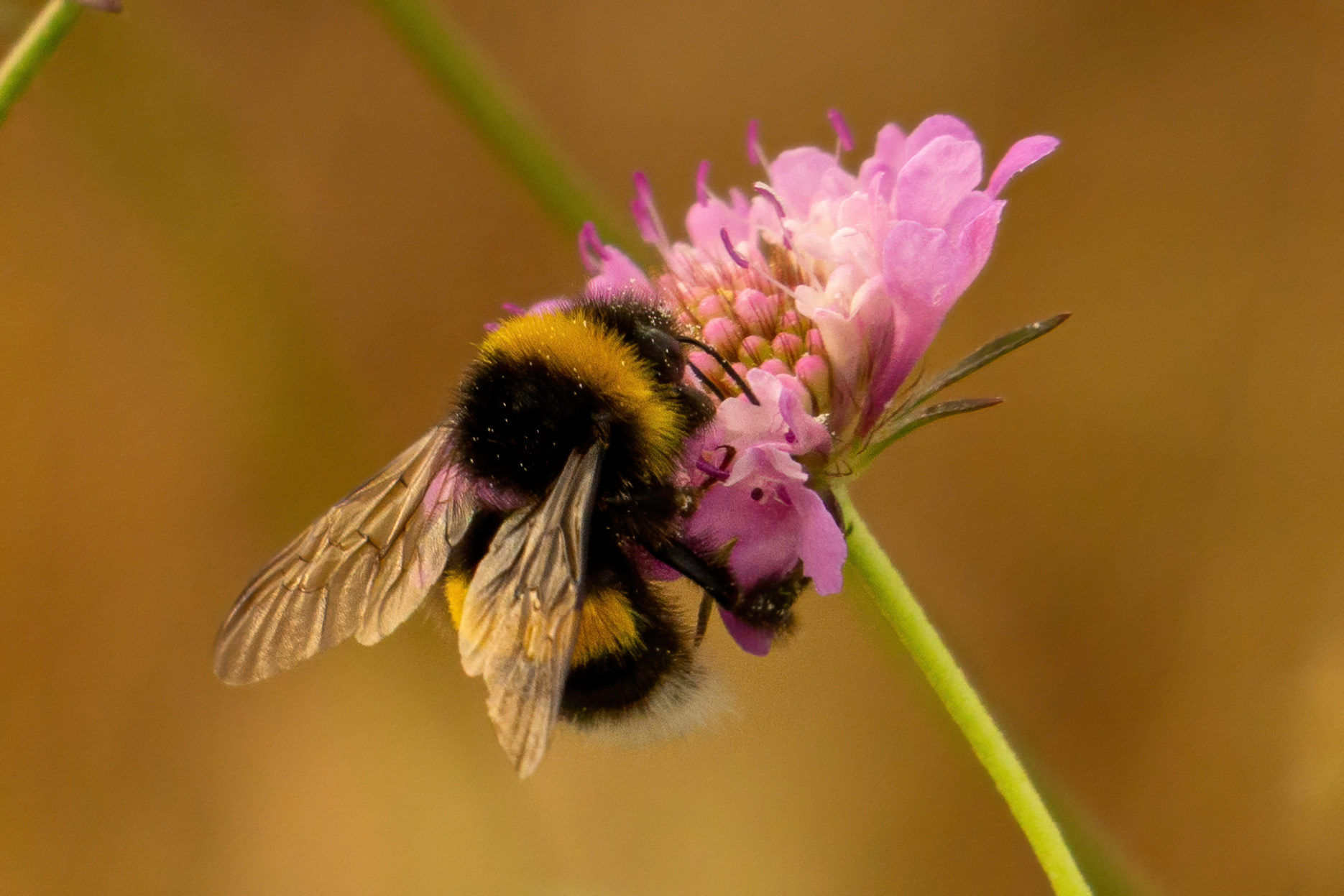 Pollen bath