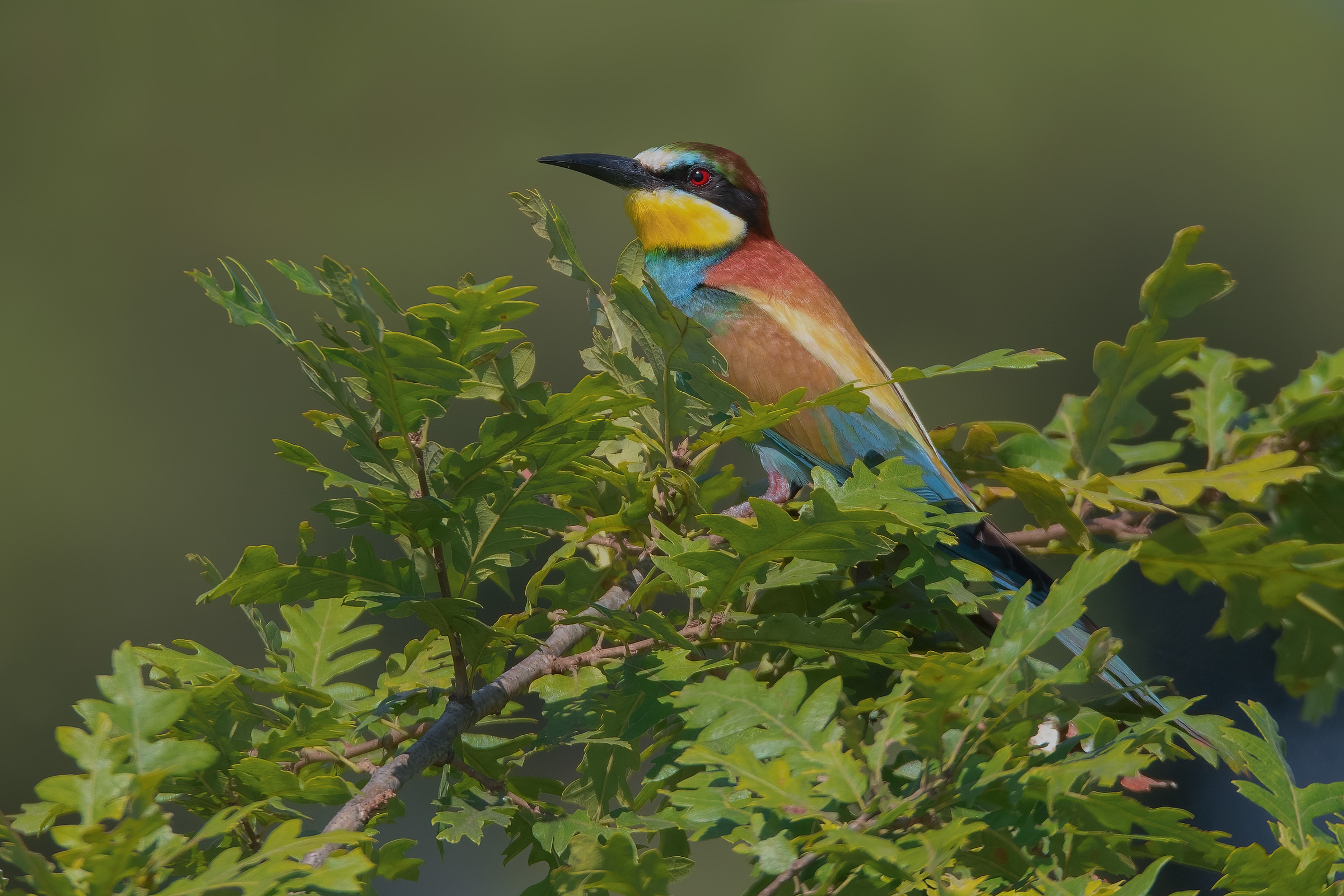 Bee-eater (Merops apiaster)