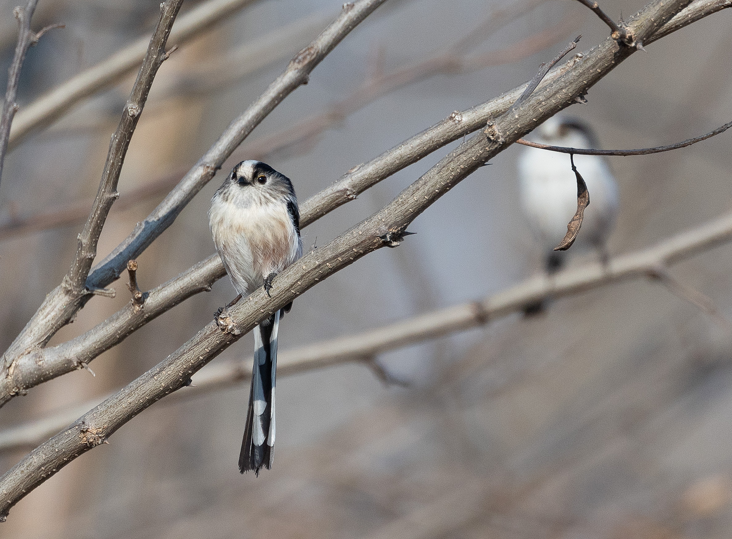 Long-tailed