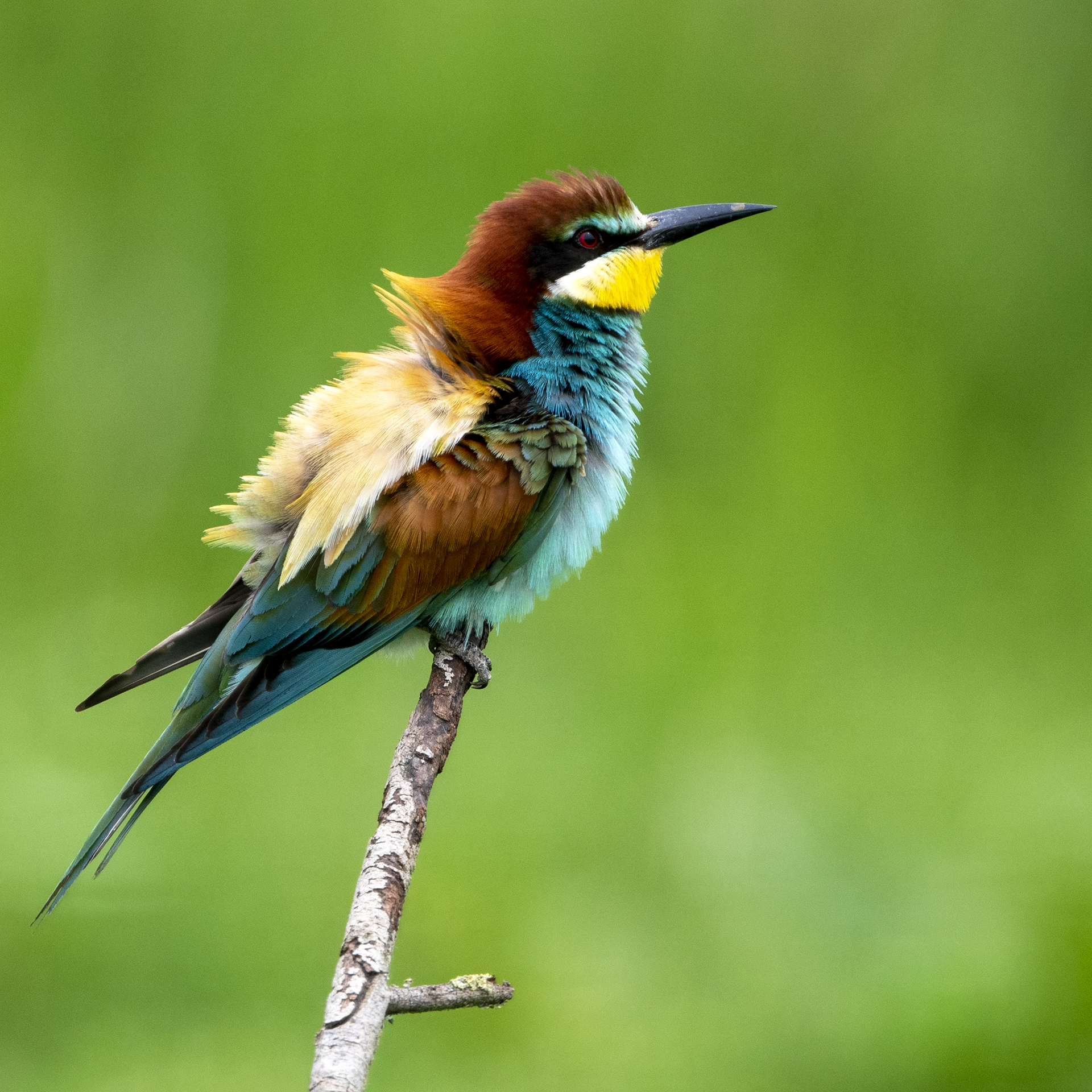 Bee-eaters - Love story 01