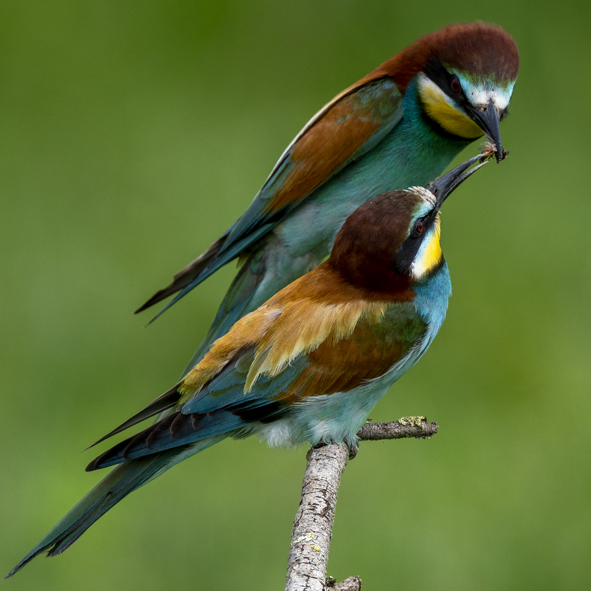 Bee-eaters - Love story 02