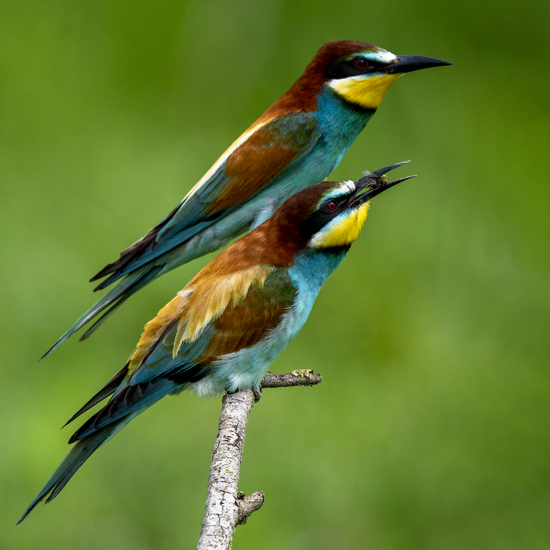 Bee-eaters - Love story 03