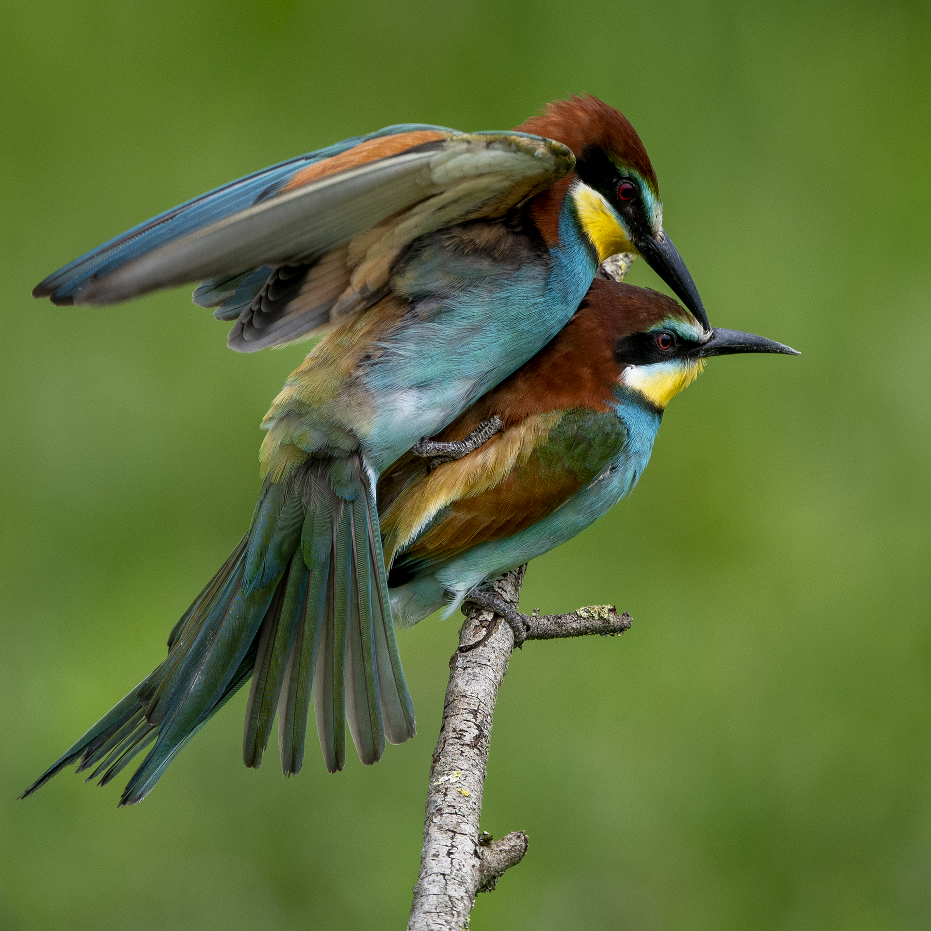 Bee-eaters - Love story 04