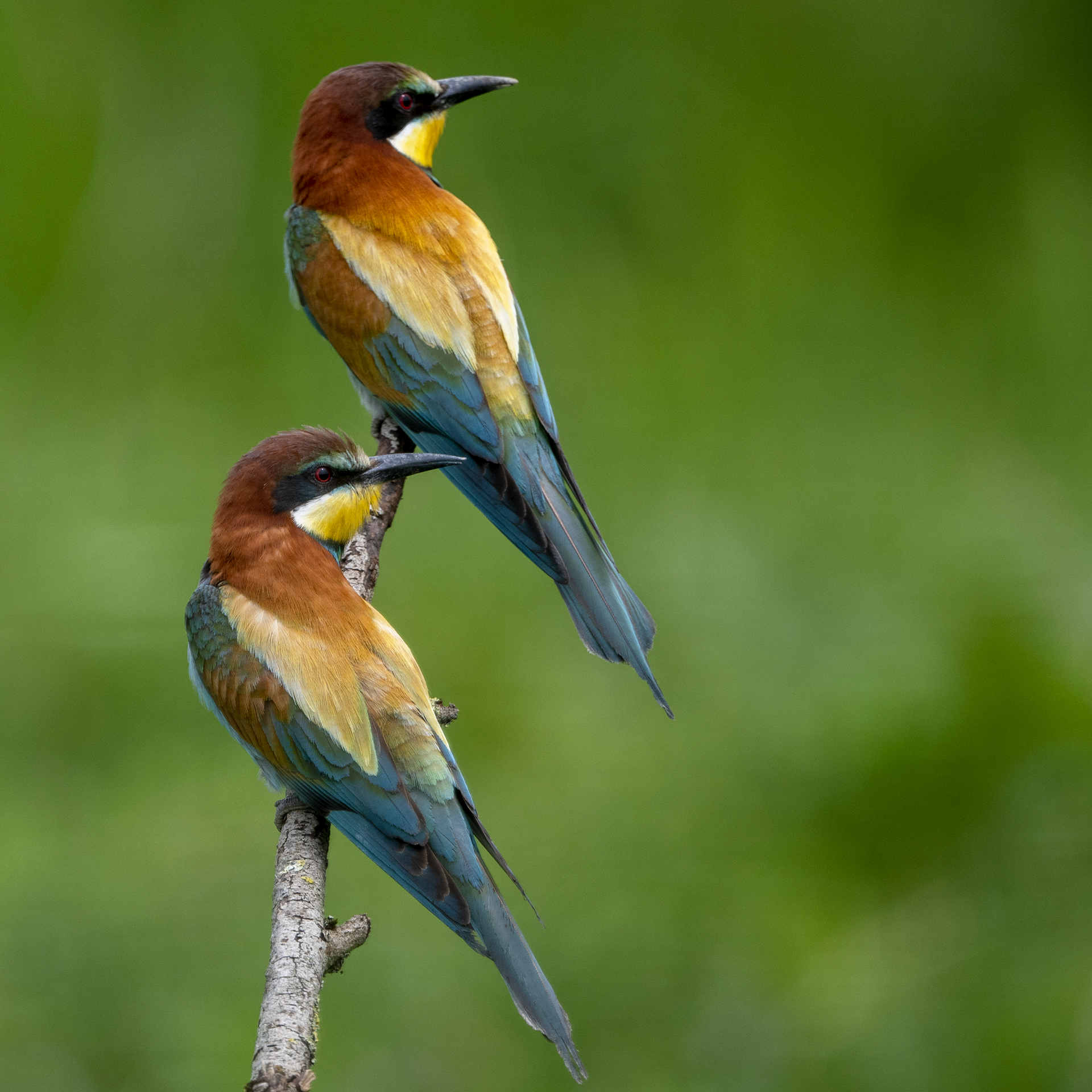 Bee-eaters - Love story 05