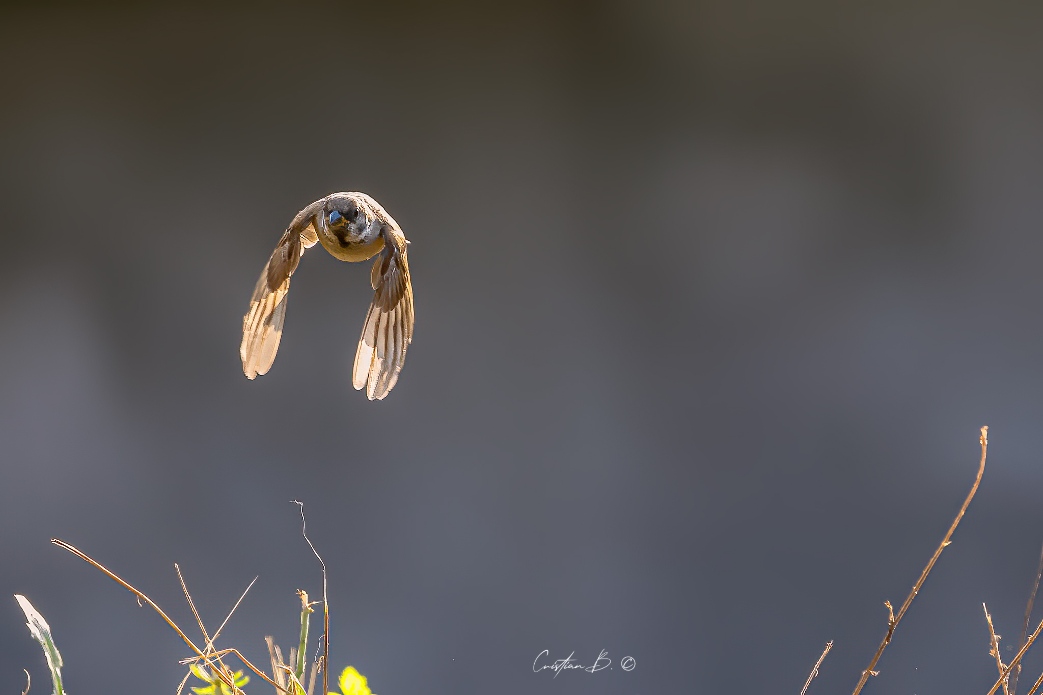 The flight