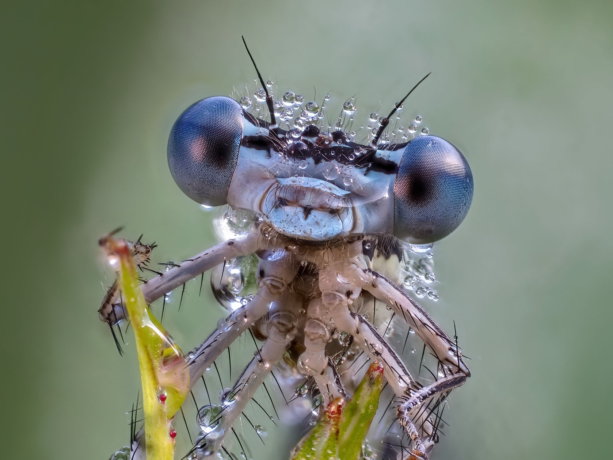 Platycnemis pennipes
