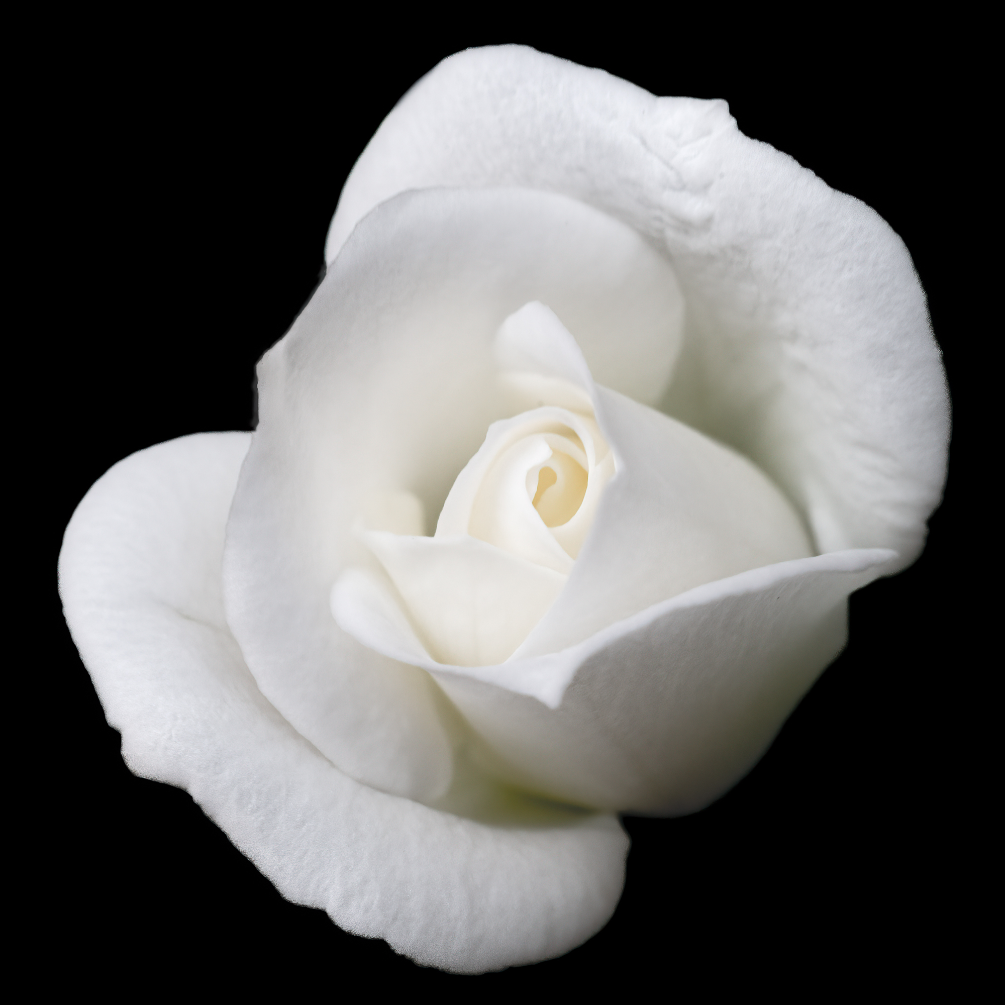 White Rose
