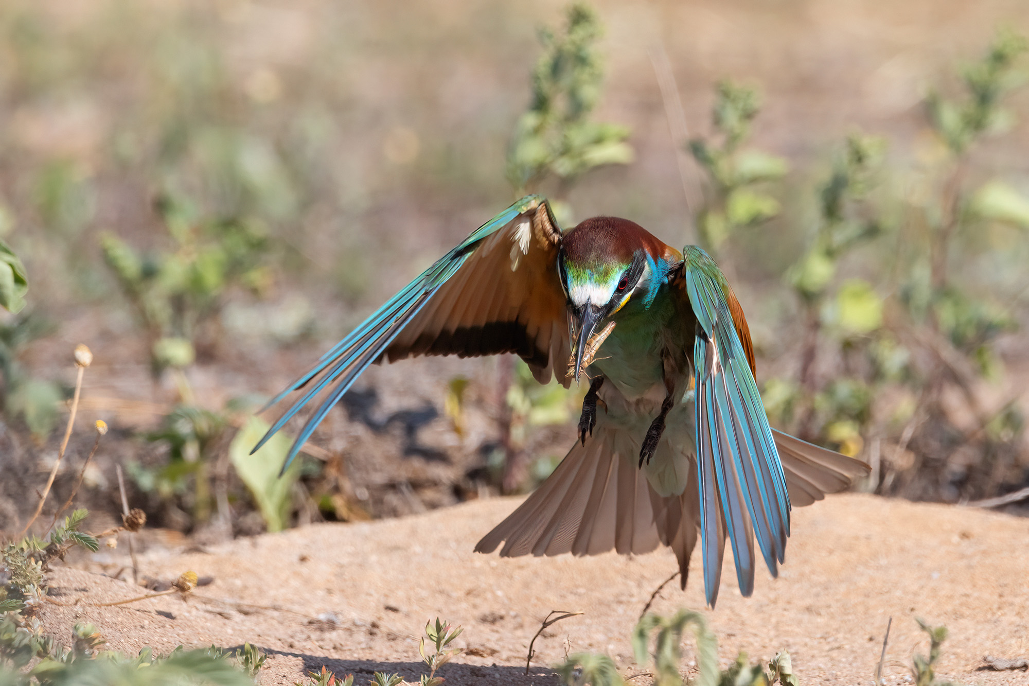 Bee-eater