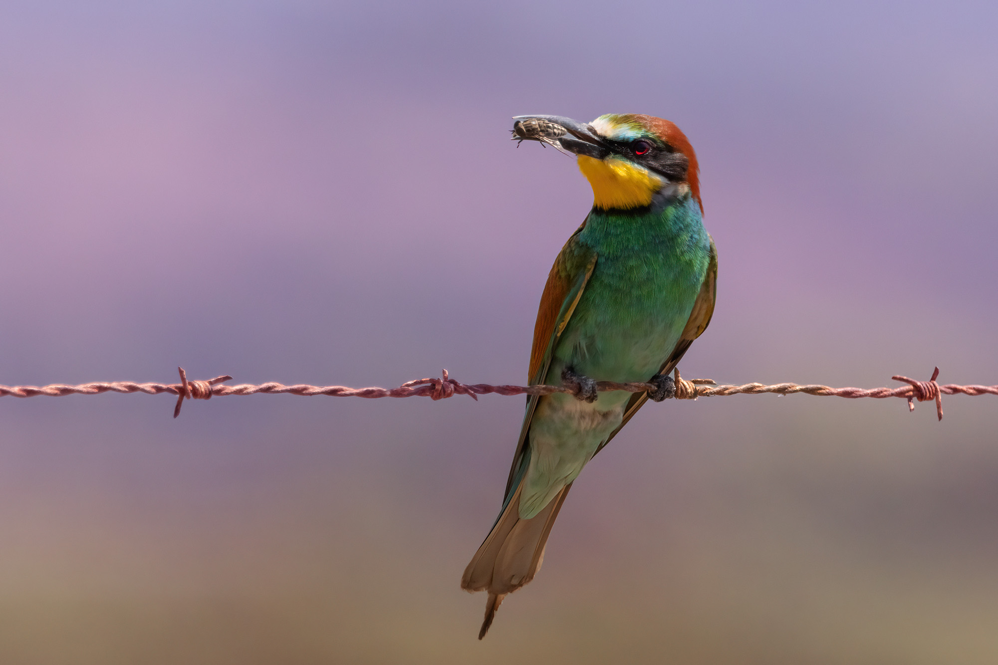 Bee-eater
