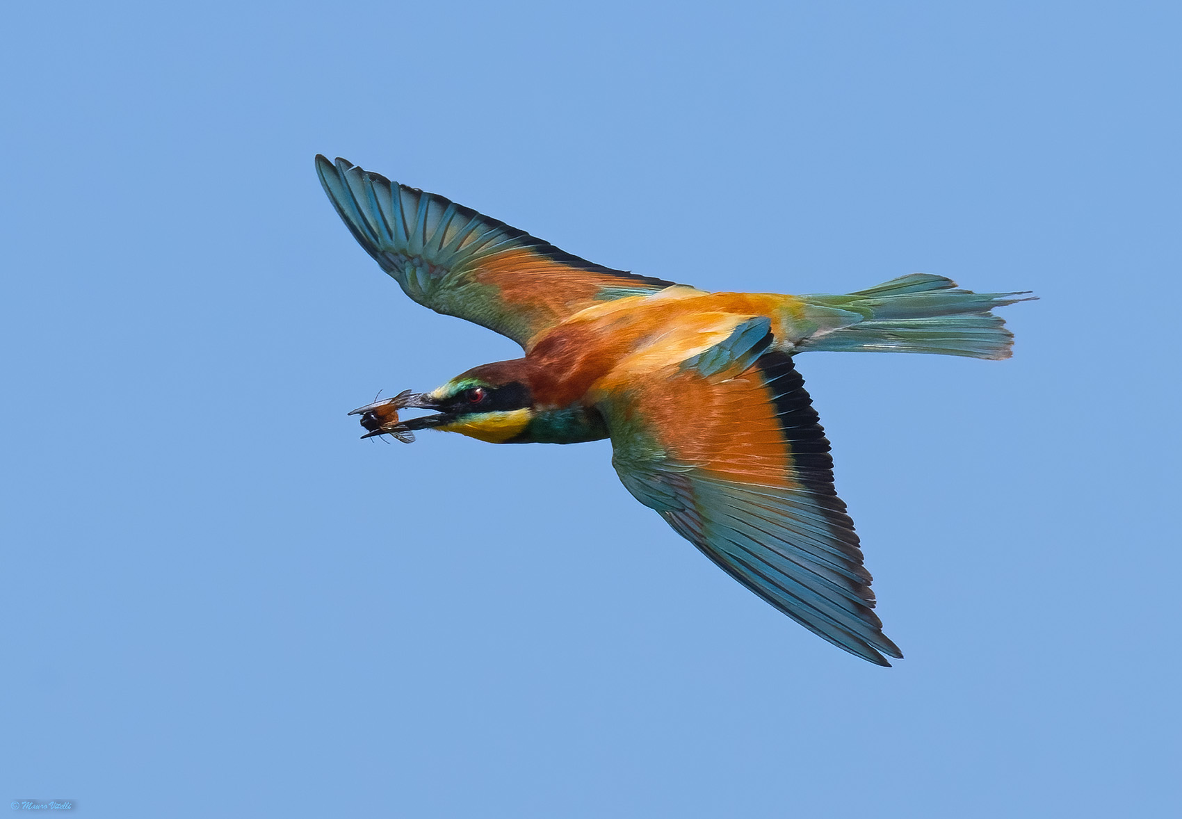 Bee-eater with prey