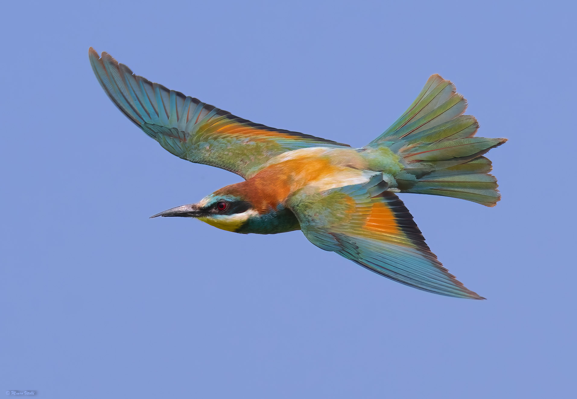 Bee-eater (Merops apiaster)